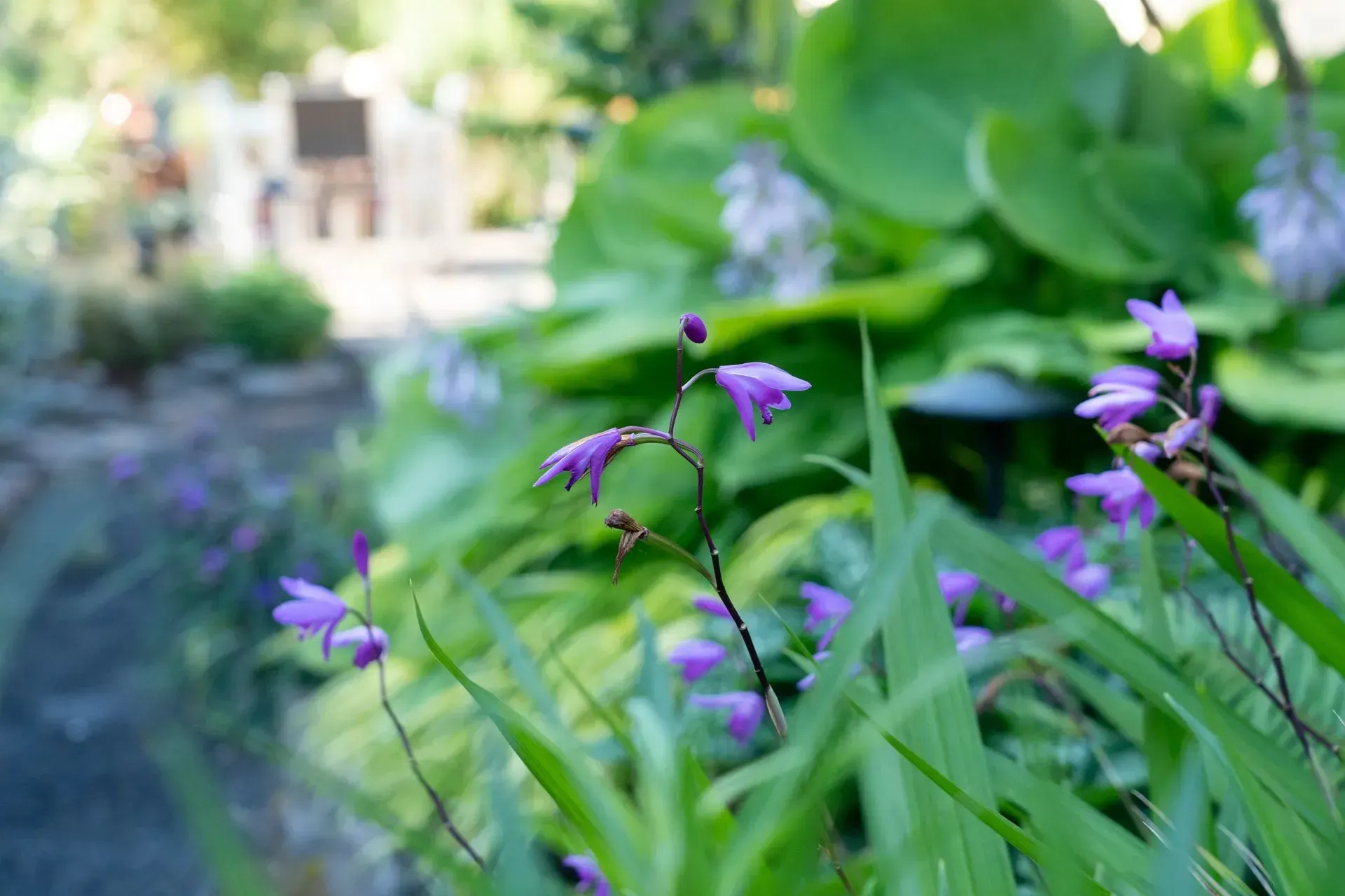 Purple flowers with bell-shaped blooms in a garden, with green leaves and background greenery.