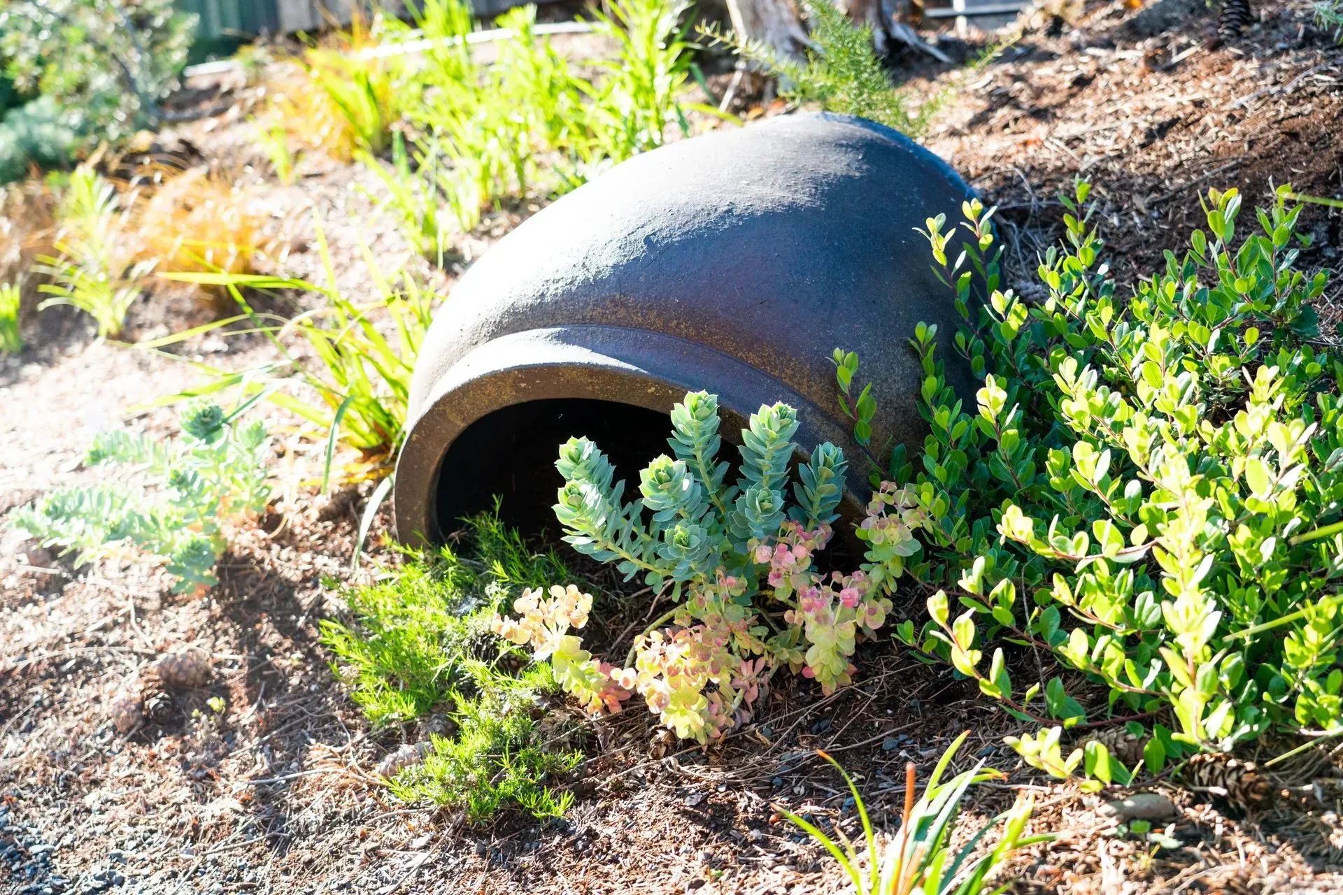 A large, dark, cylindrical pipe sits in a hillside garden, with plants growing around and in it.