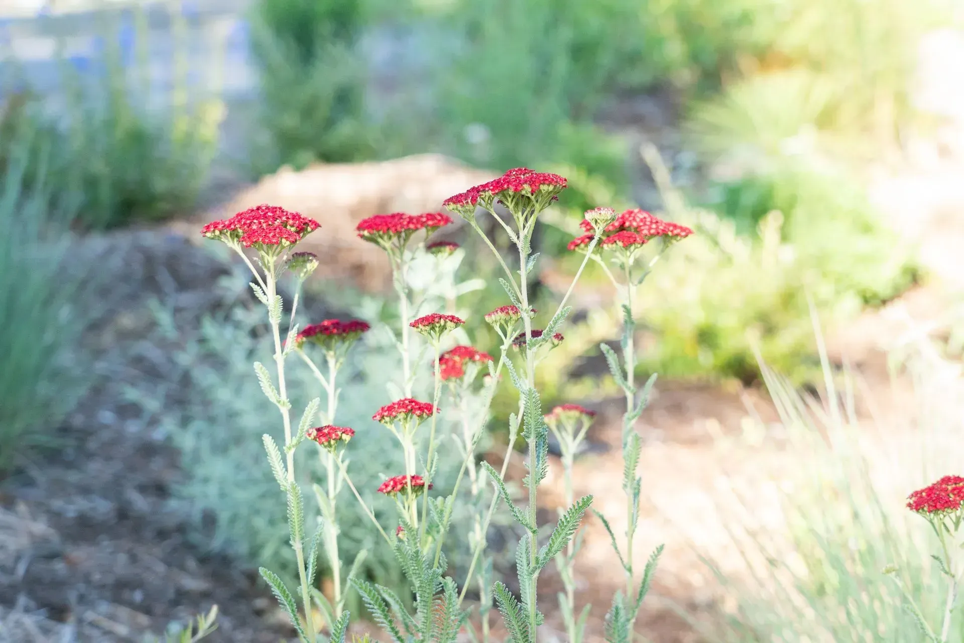 Red yarrow flowers with flat, clustered flower heads on tall stems, growing in a garden setting.