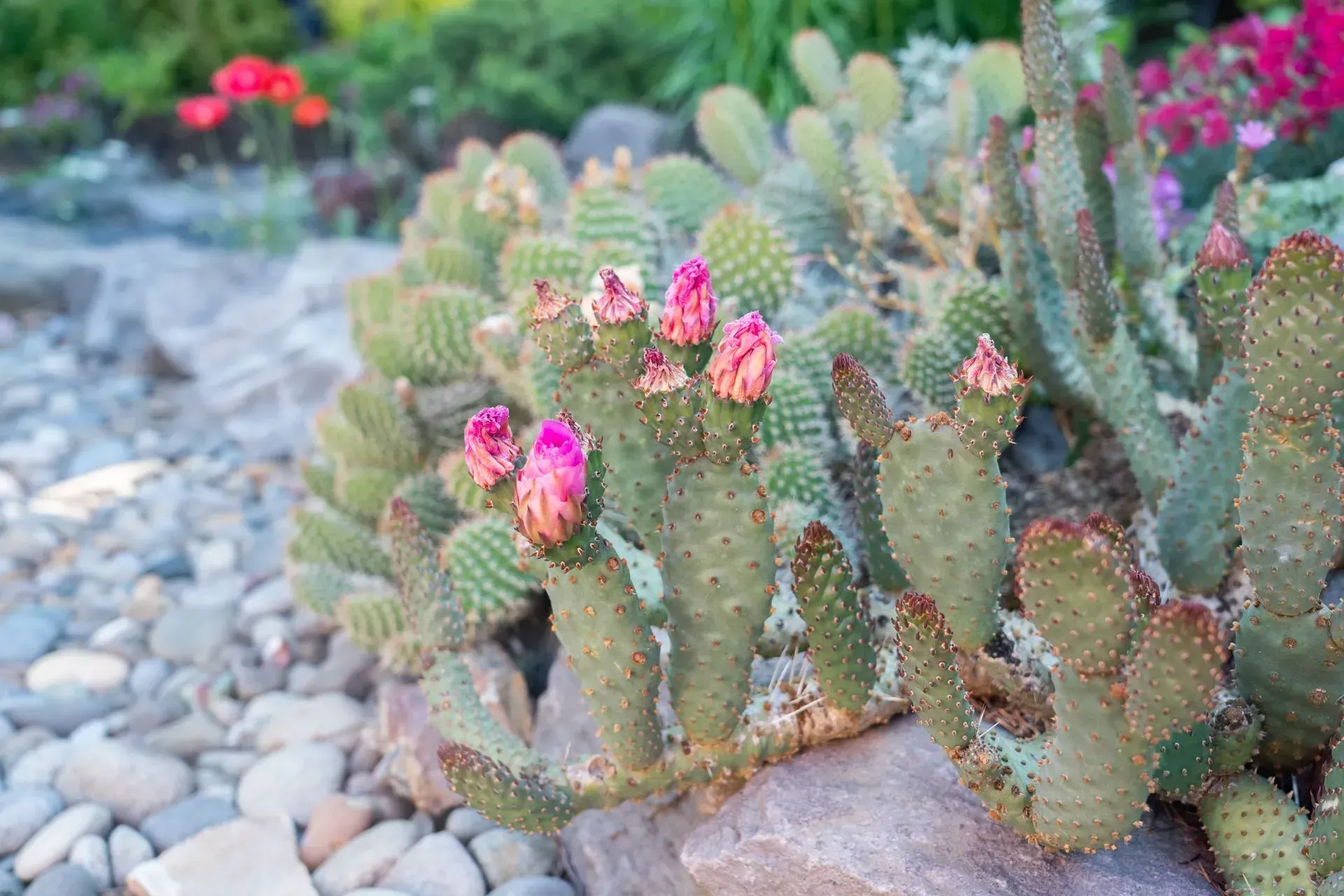 Cactus plant with pink buds, growing amongst rocks. Other plants with red and pink flowers are in the background.