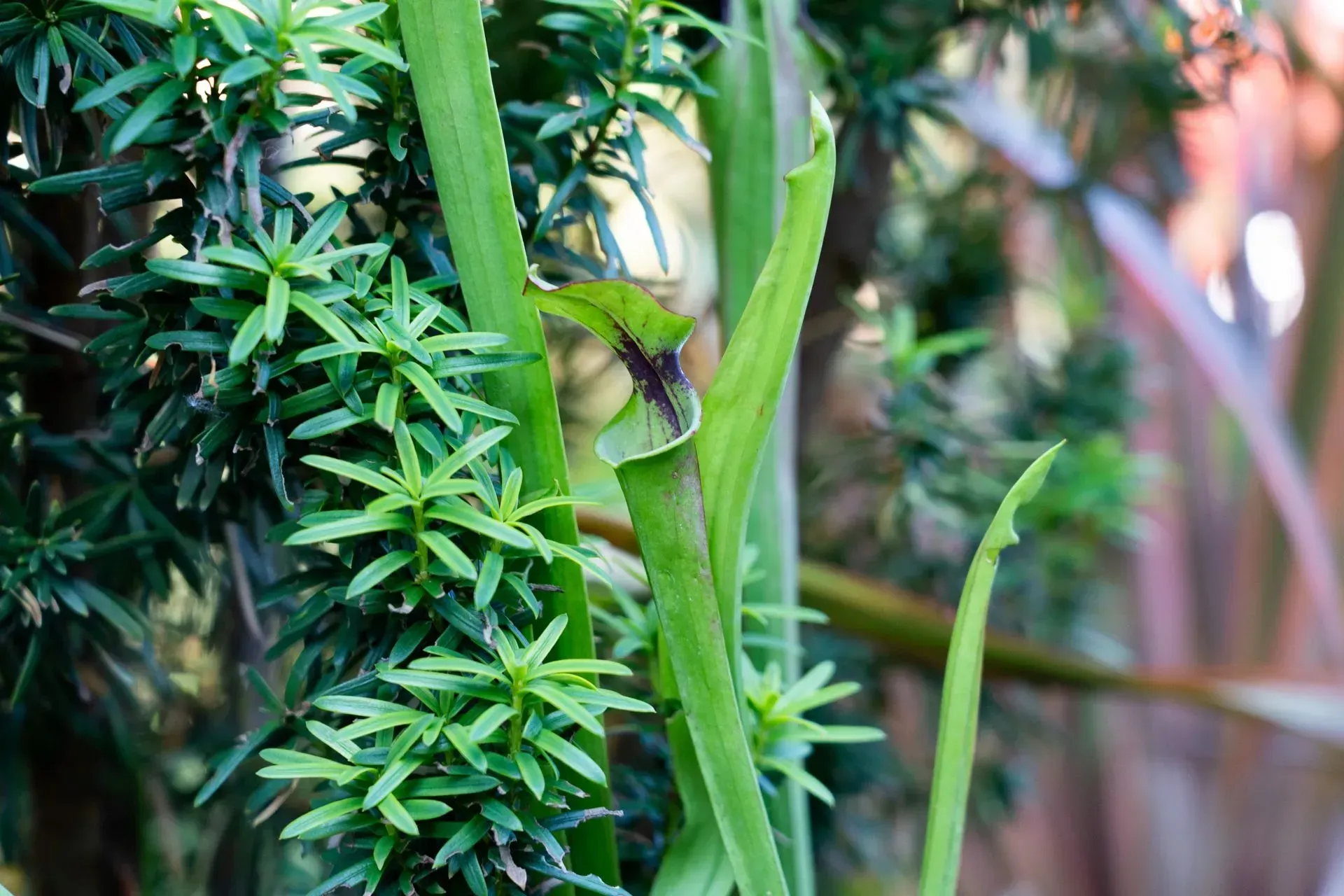Close-up of green plant with spiky, star-shaped leaves.