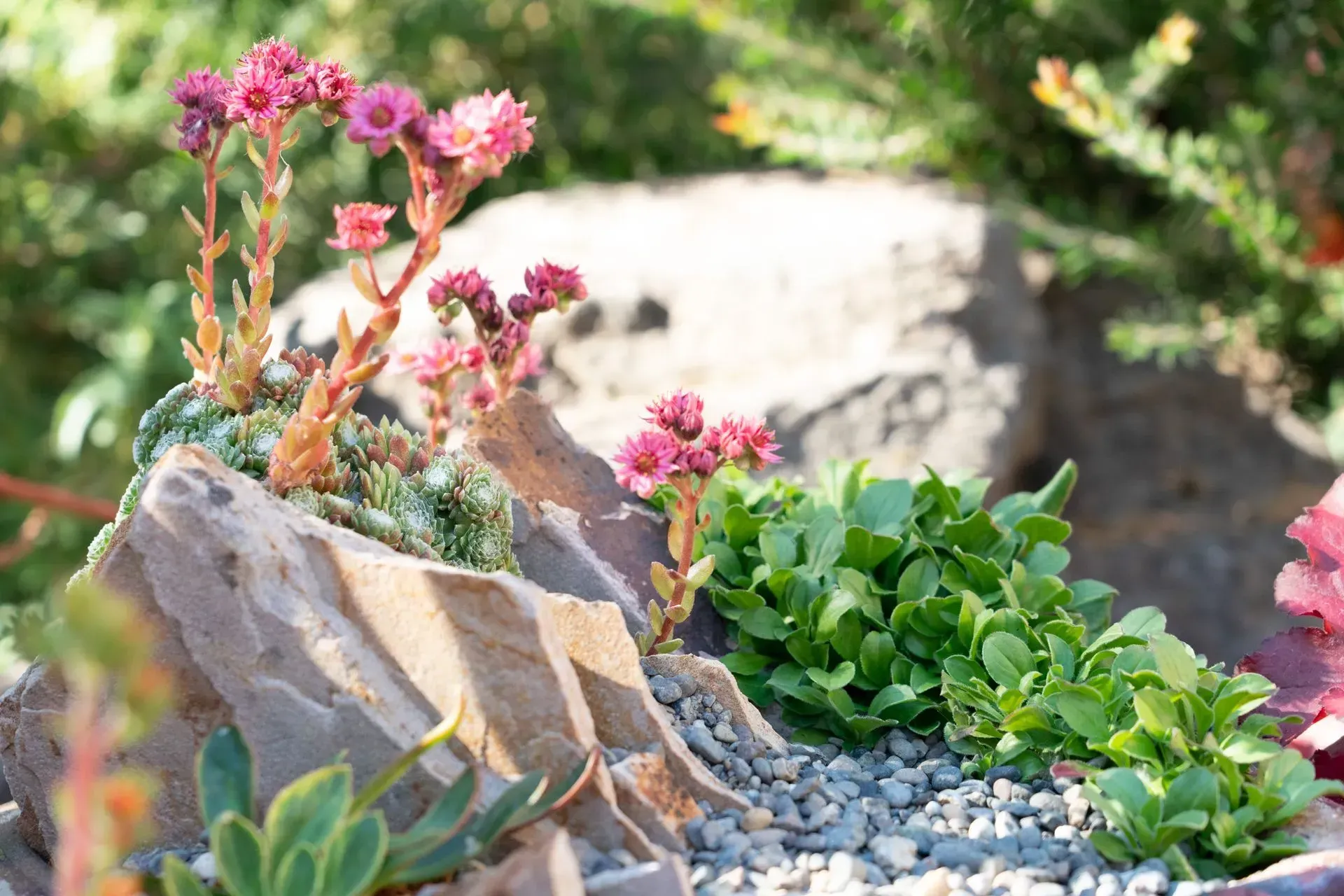 Rock garden with pink flowering succulents and green plants, set against a blurred background of foliage and rock.
