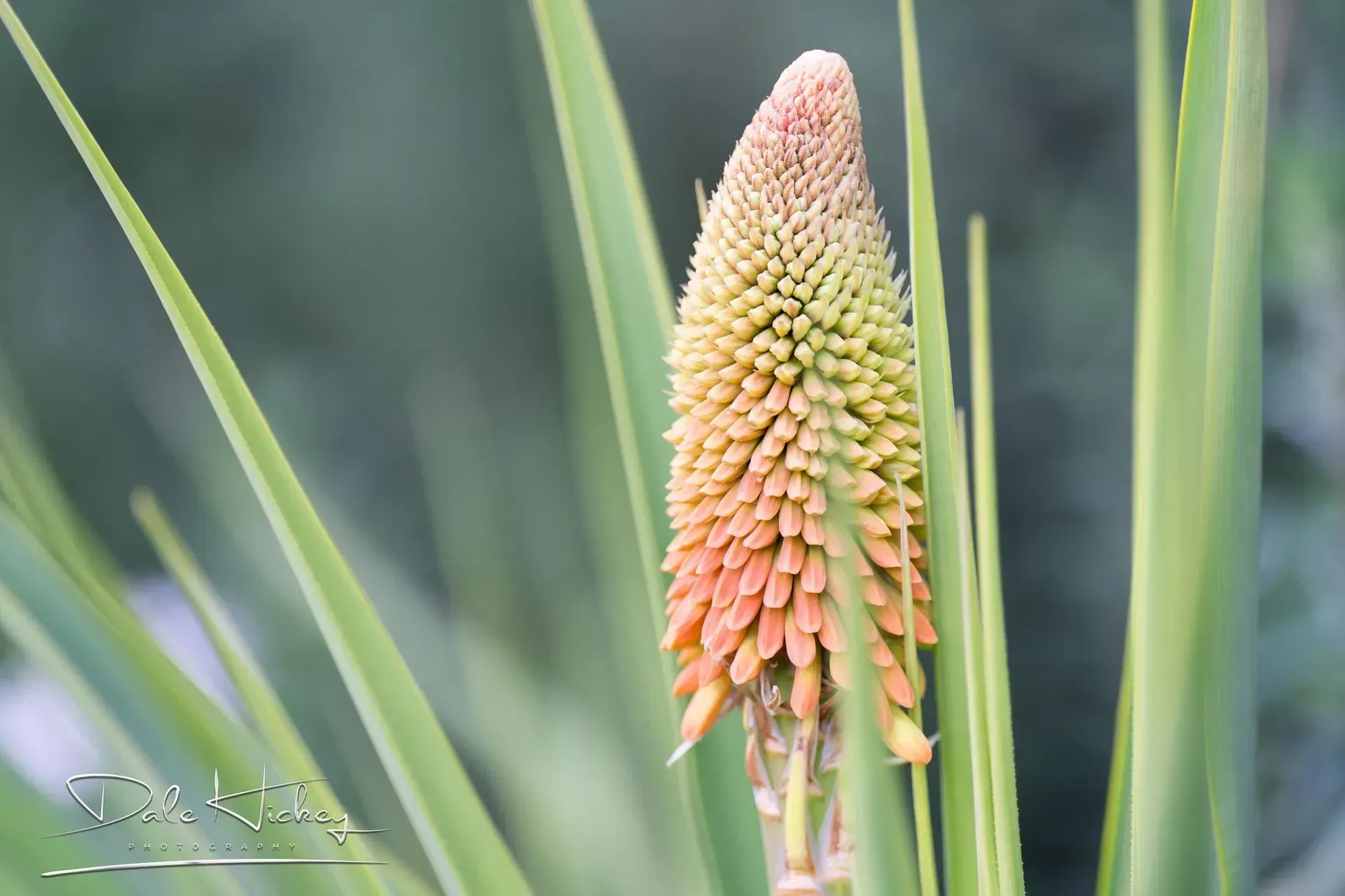 A close-up of a red hot poker flower bud with yellow and orange blooms, surrounded by long, green leaves.