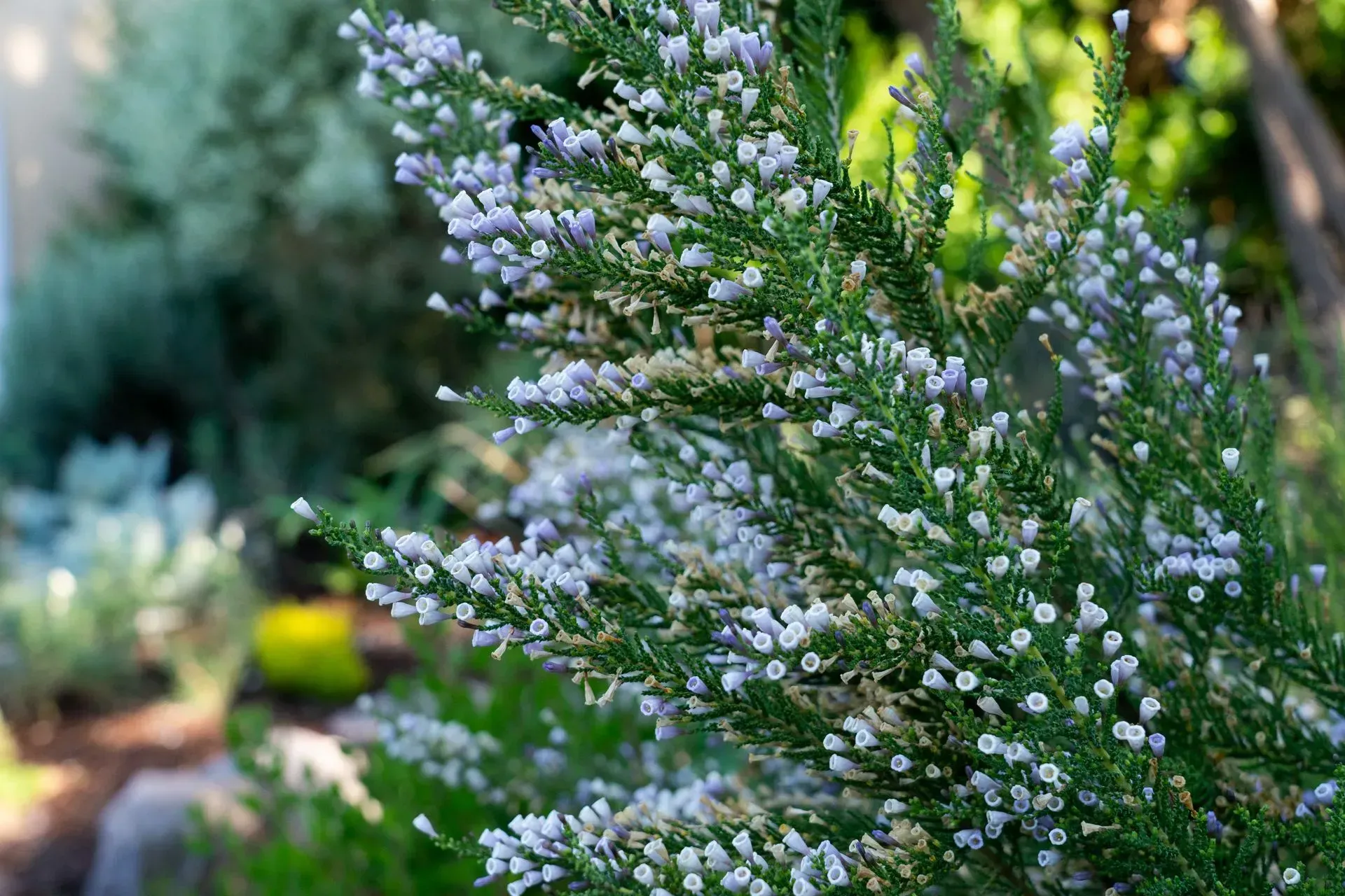Close-up of a flowering shrub with small, pale purple flowers and green foliage.