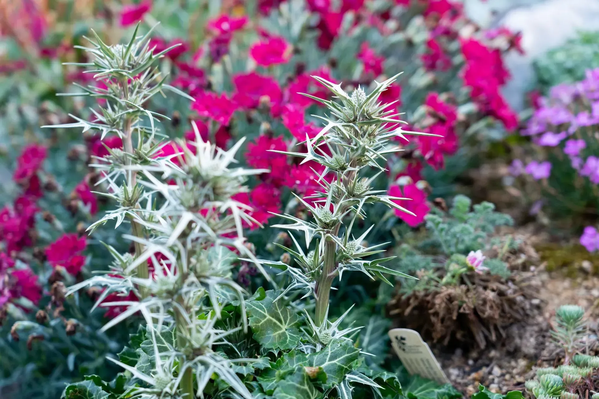 Spiky, silver-green plant with sharp thorns in front of vibrant pink and purple flowers.