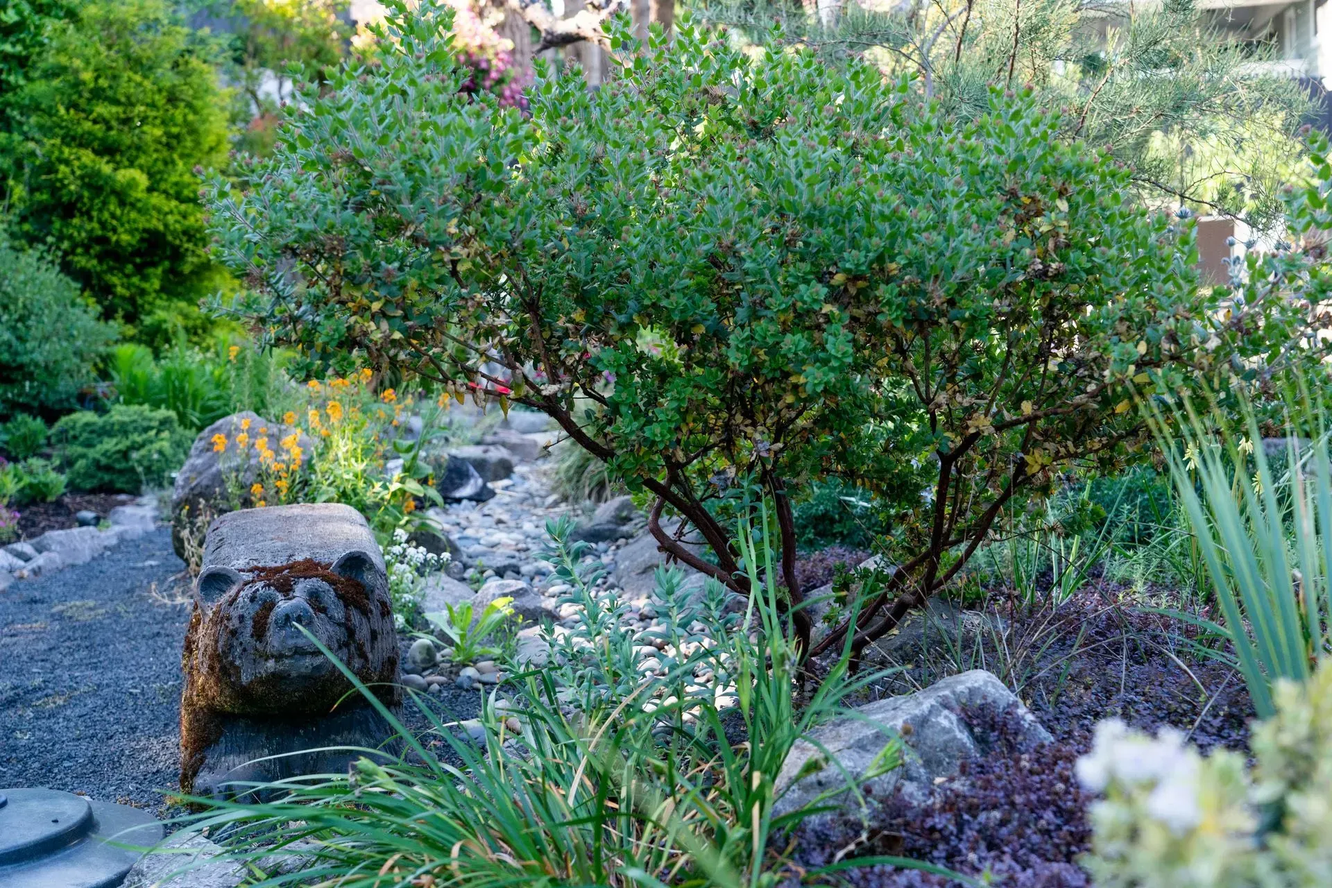 A lush green shrub with dark branches in a garden setting. A stone pathway and other plants surround it.