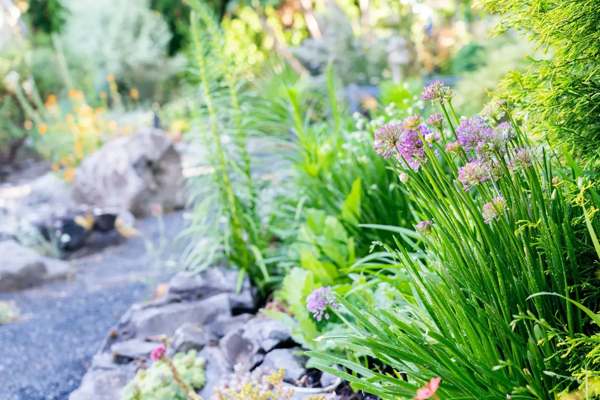 Lush garden bed with purple flowers and green foliage, bordered by grey rocks and a gravel path.