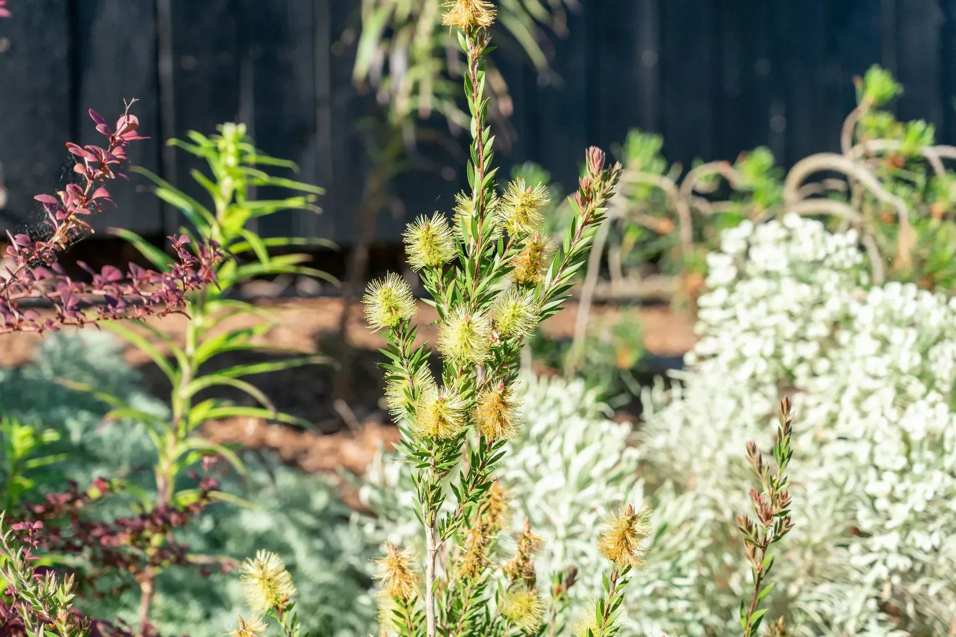 A close-up of a plant with small yellow flowers and green leaves in a garden bed. Black wooden fence in the background.
