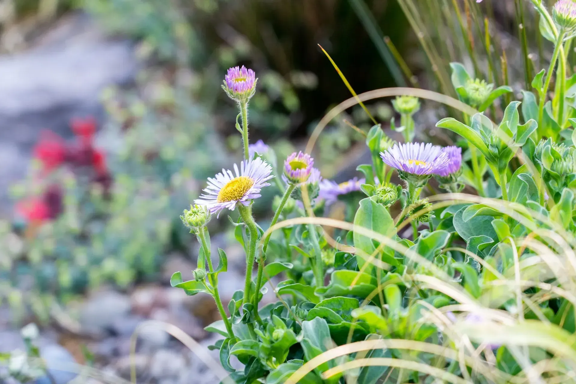 Wildflowers with yellow centers,