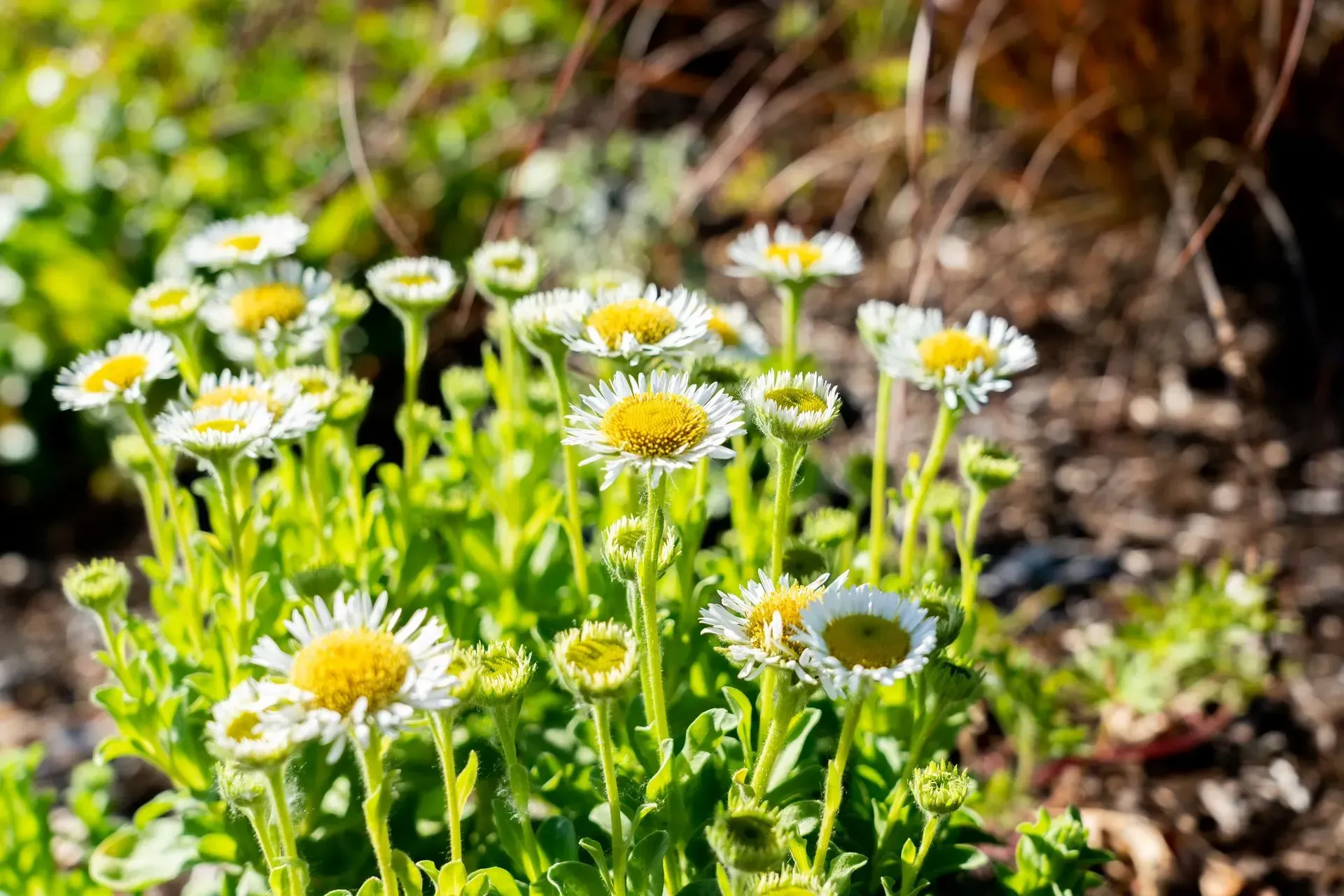 White and yellow daisy-like flowers with green stems and leaves, growing in a garden bed.