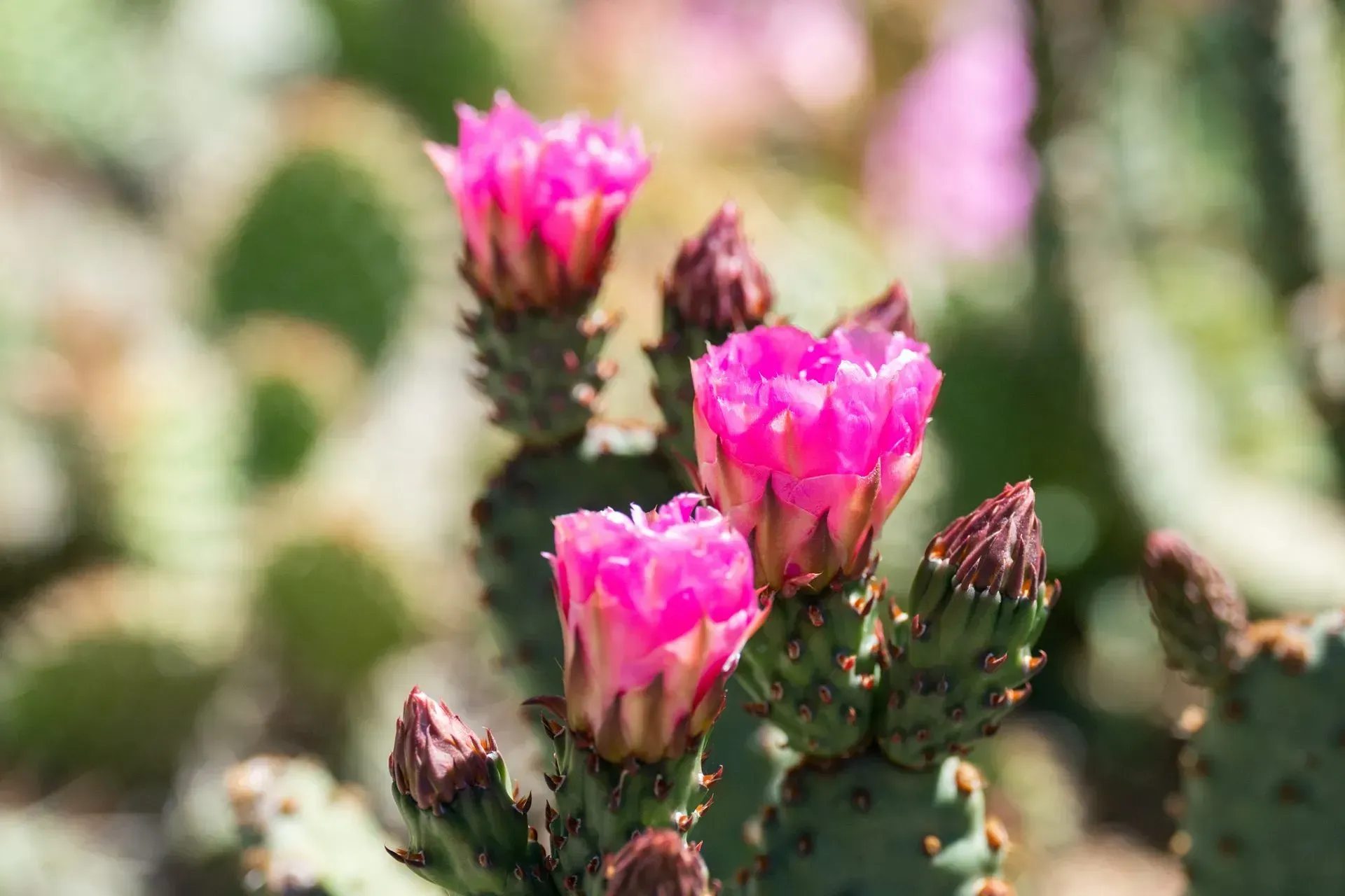 Pink cactus flowers blooming on a green prickly pear cactus.