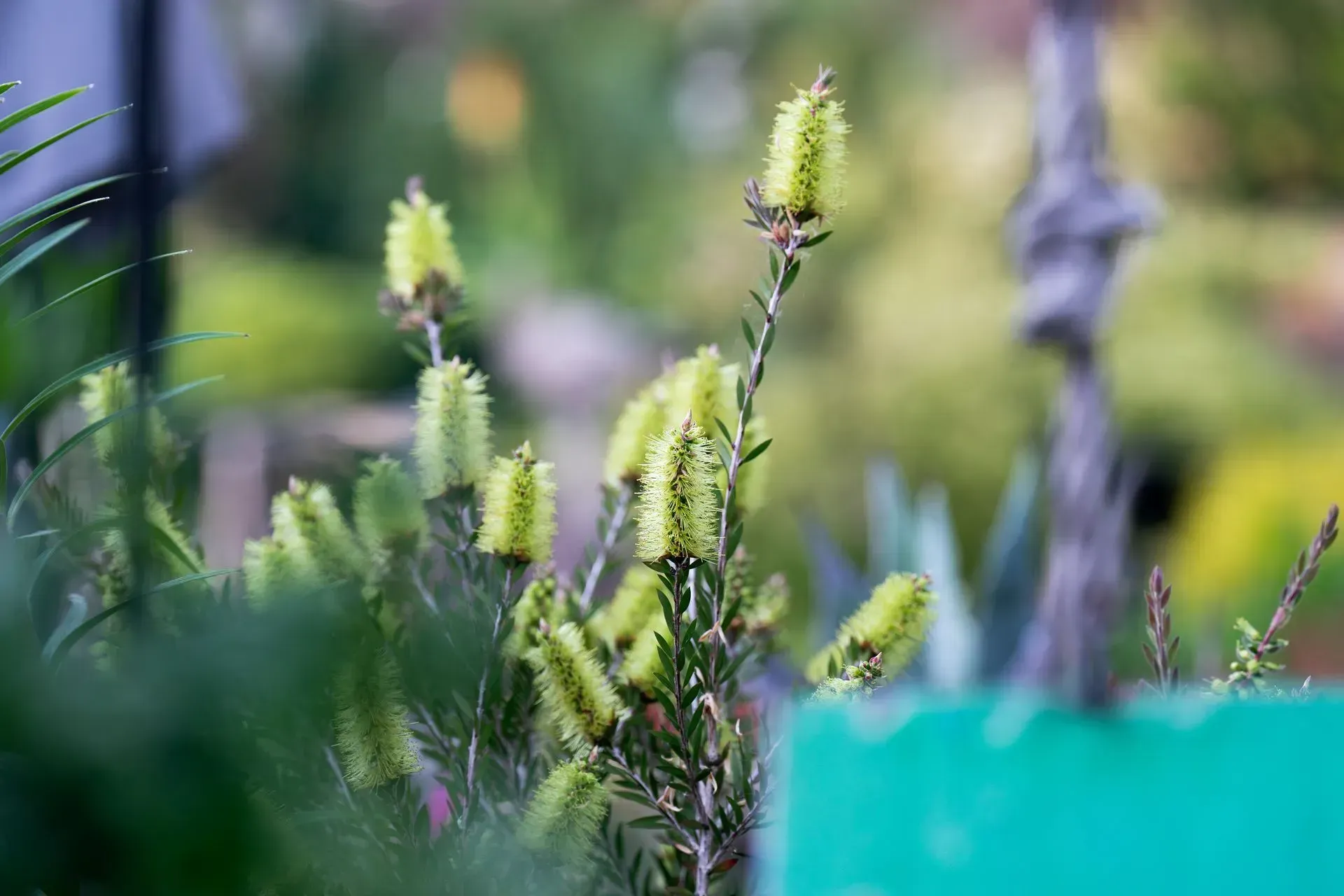 Green bottlebrush flowers in a garden setting, with a blurred background of foliage and a teal sign.