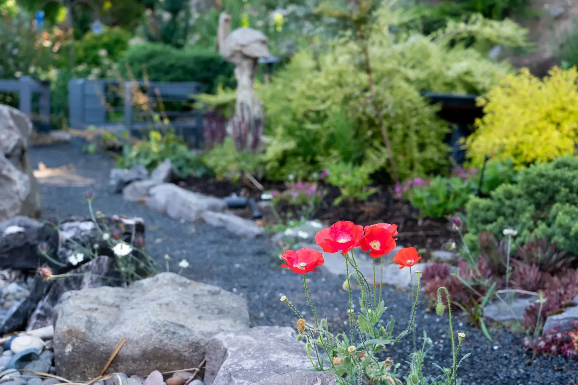 Red poppies bloom in a garden with a stone path, surrounded by various plants and a wooden sculpture in the background.