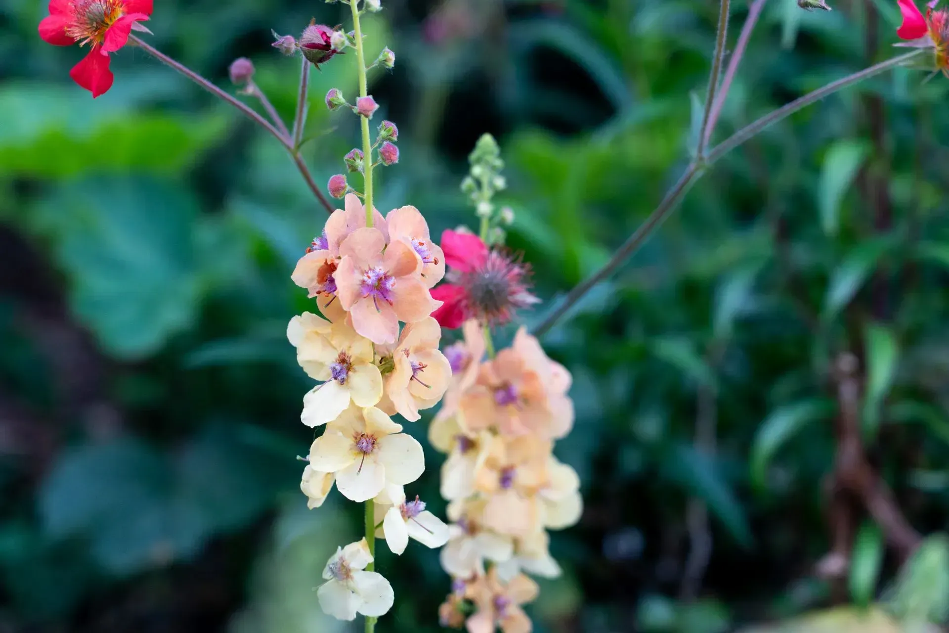 Close-up of delicate flowers in shades of peach, yellow, and pink, with a blurry green background.