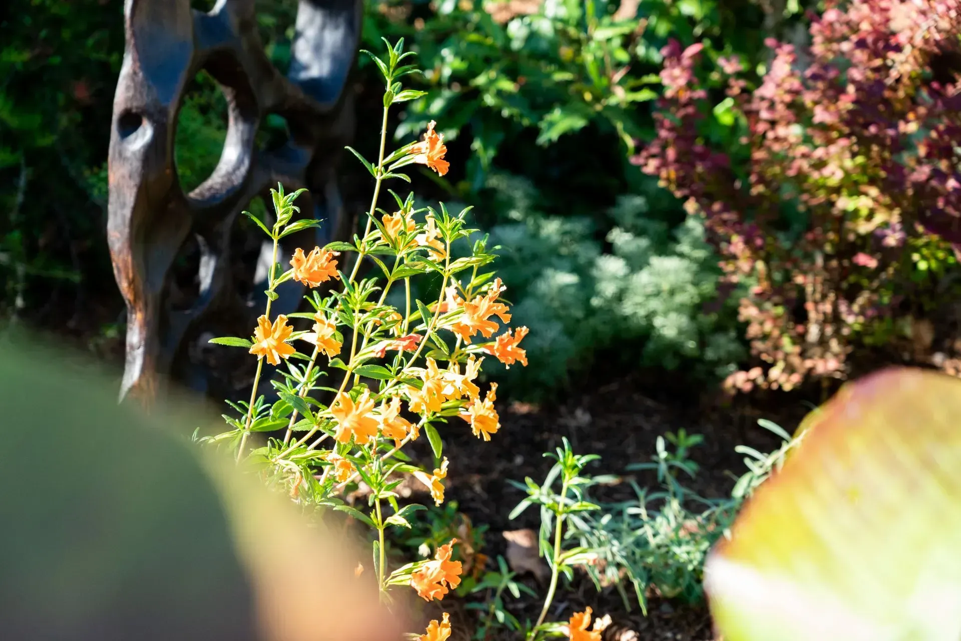 Orange-flowered plant growing in a garden bed; a dark, abstract metal sculpture is in the background.