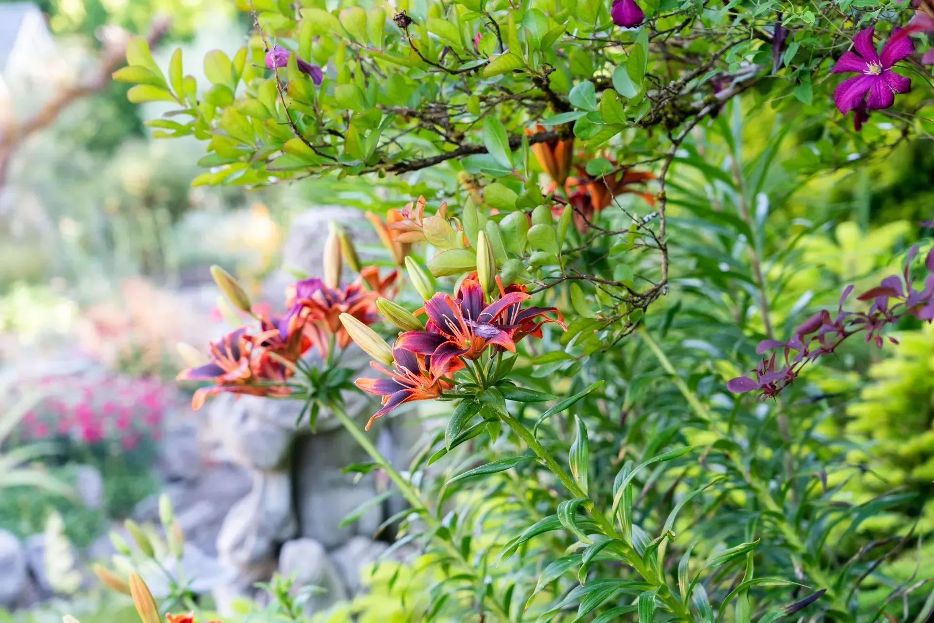 Orange and purple lilies bloom amidst green foliage in a garden setting.