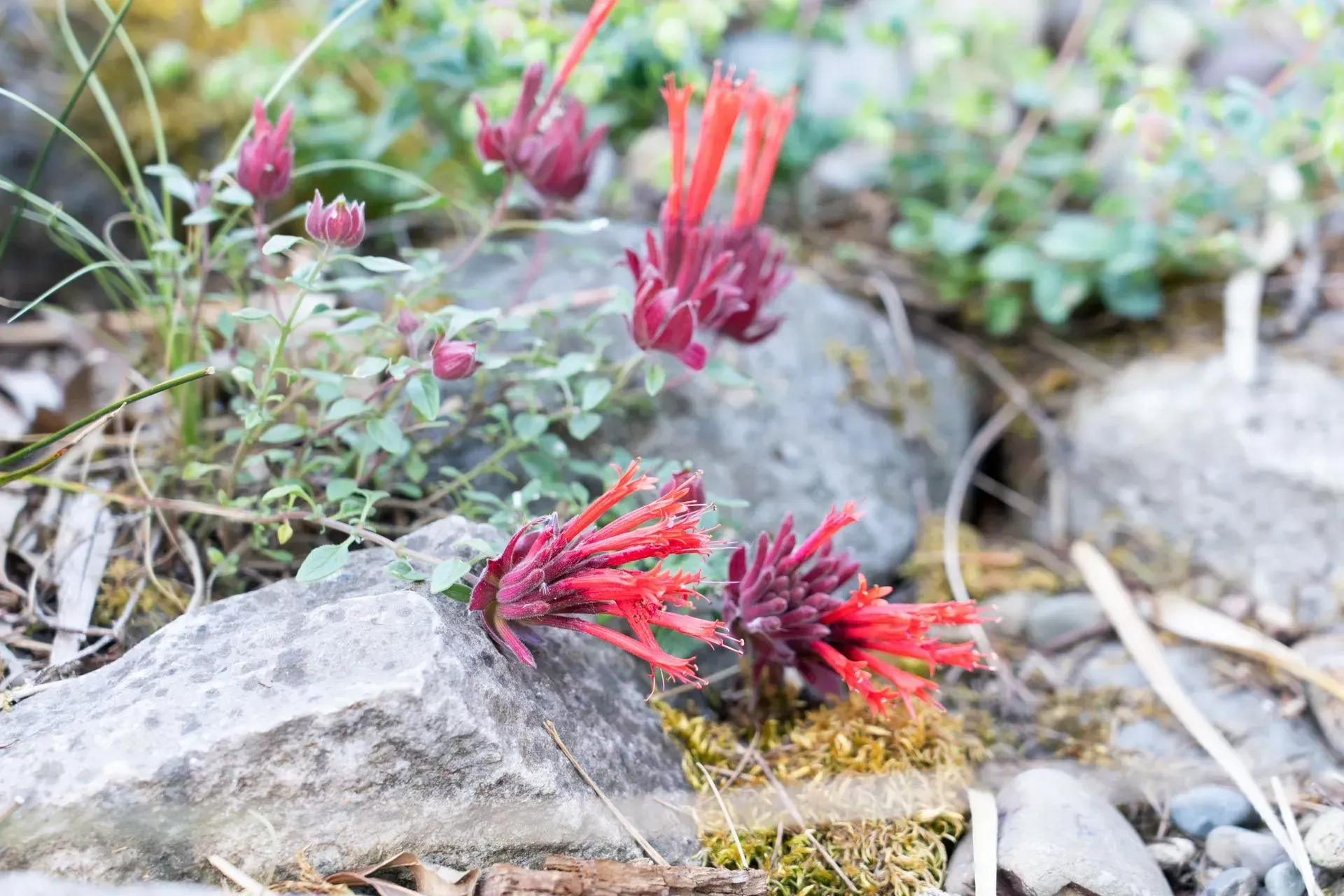 Red paintbrush flowers bloom among gray rocks and green foliage.