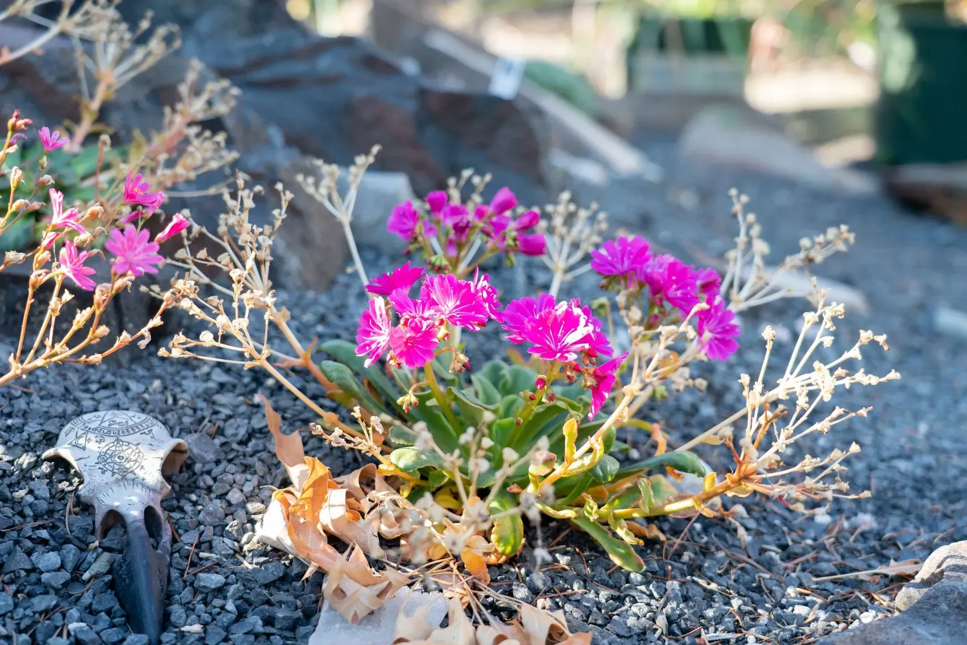 Bright pink flowers bloom amidst gray gravel and rocks. A decorative skull sits in the foreground.