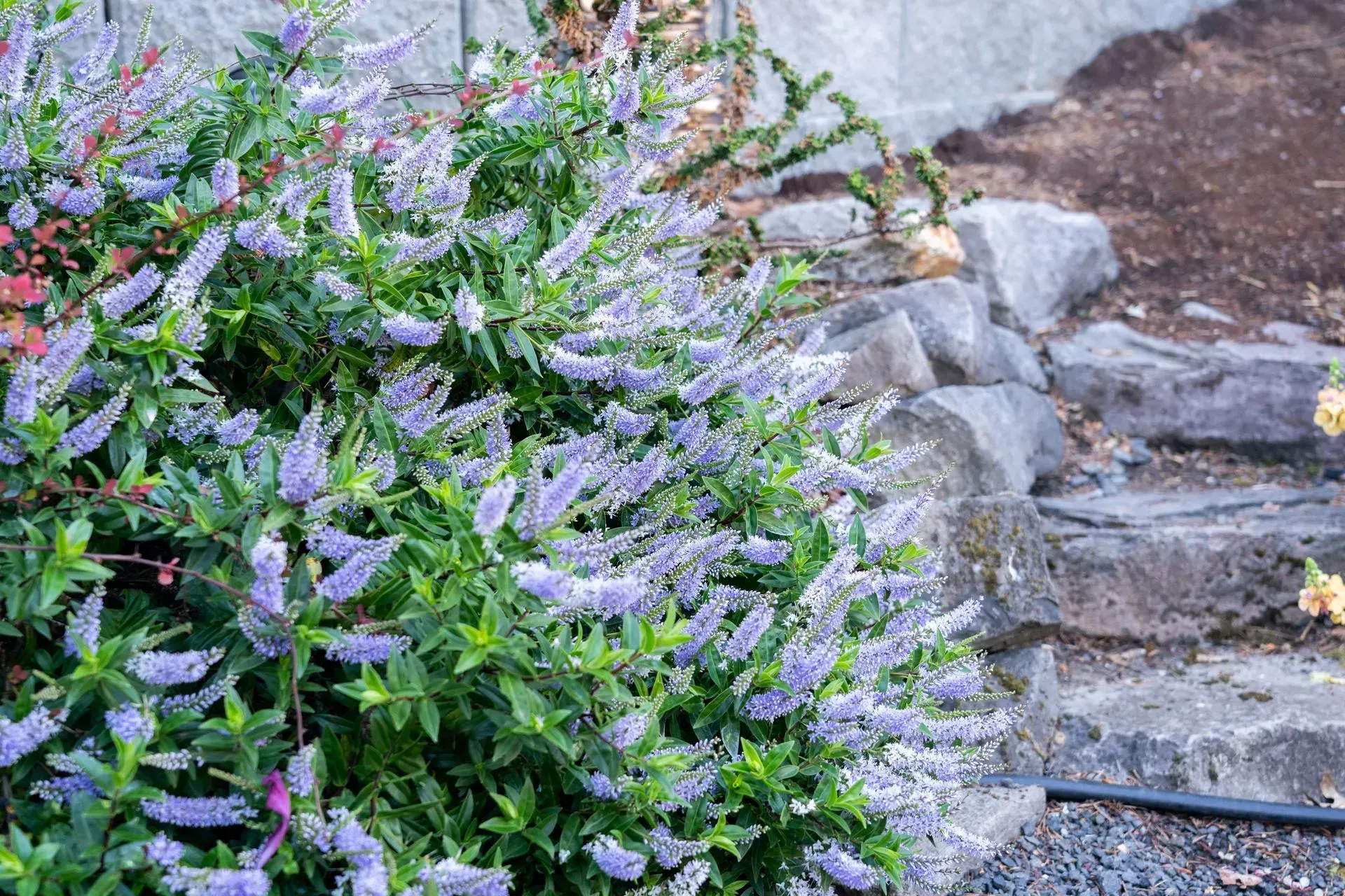 Flowering purple Hebe shrub with green leaves next to stone steps in a garden.