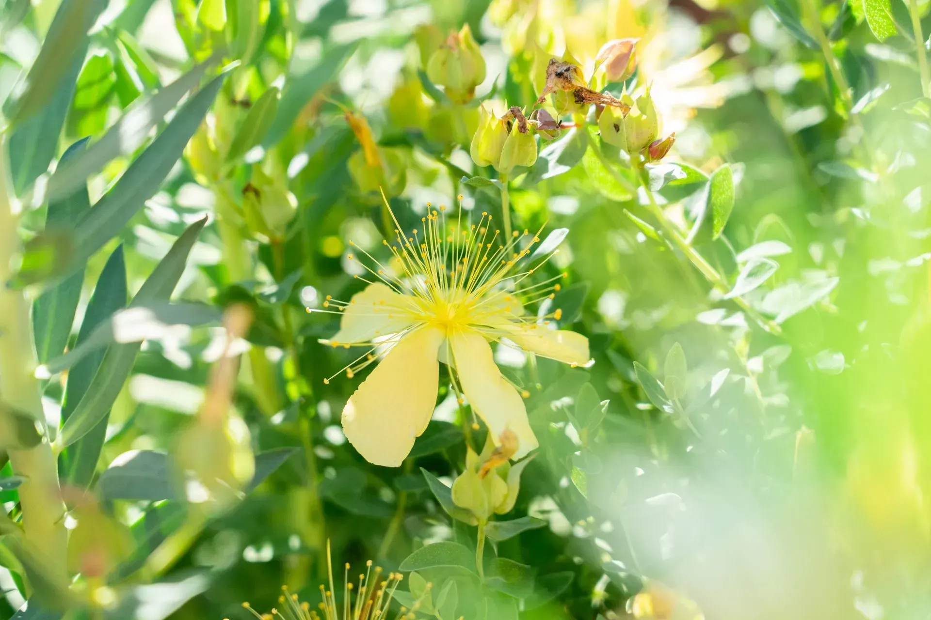 Yellow flower with long stamens, surrounded by green leaves and buds, in sunlight.