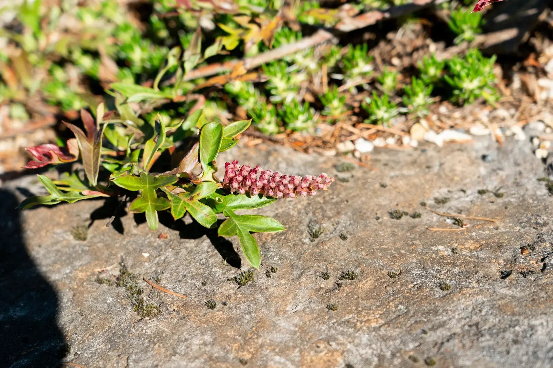 Plant with green leaves and pink flower buds growing on a gray rock, with green succulents in the background.
