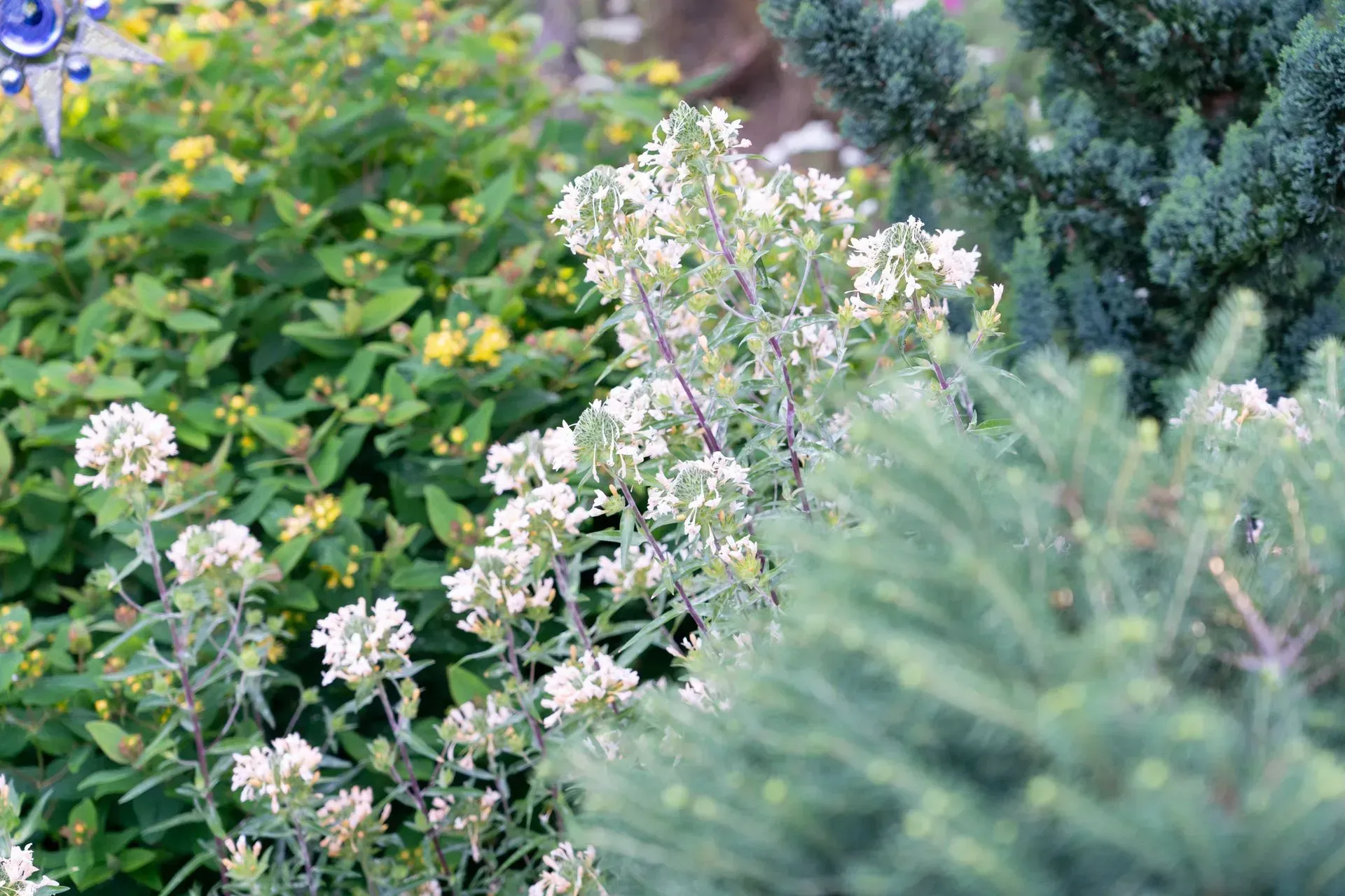 Close-up of a garden bed with various green and yellow plants and white flowers, blue-green evergreen in the foreground.