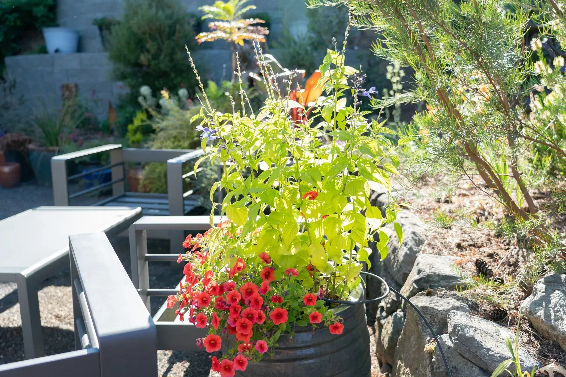 Container garden with bright red and green flowers next to patio furniture.
