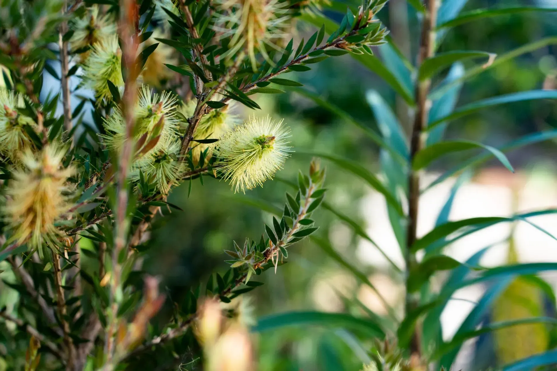 Close-up of a bottlebrush plant with pale yellow, bottle-shaped flowers and thin, green leaves.