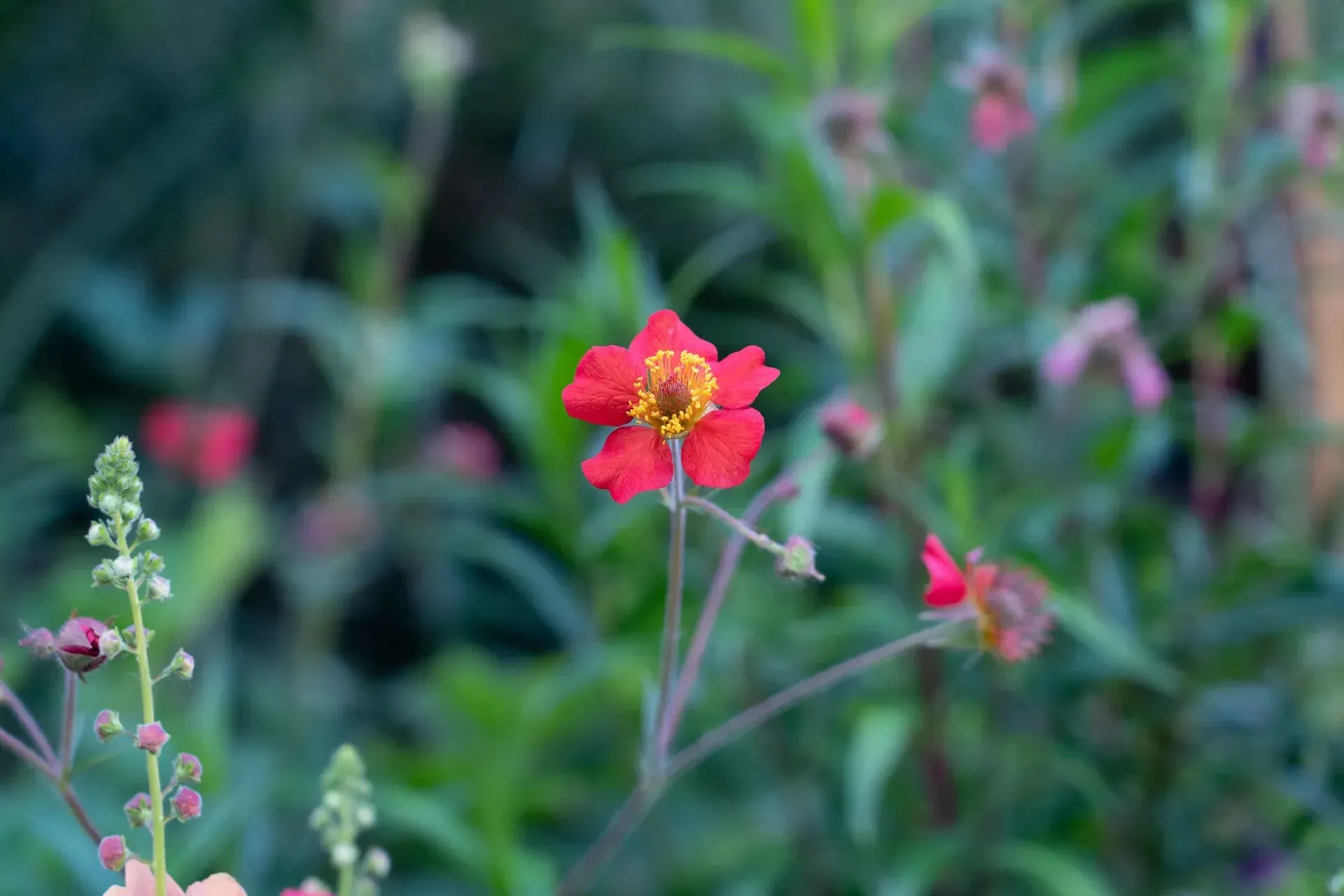 Red flower with yellow center, surrounded by green foliage and other red blooms in a garden setting.