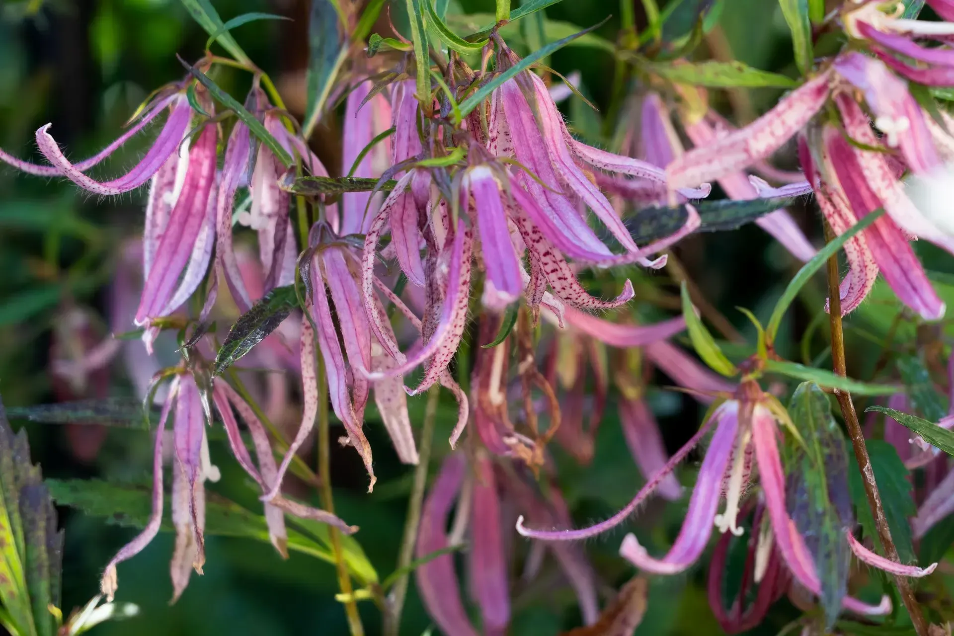 Close-up of drooping, pink bell-shaped flowers with thin, fringed petals and dark spots, surrounded by green foliage.