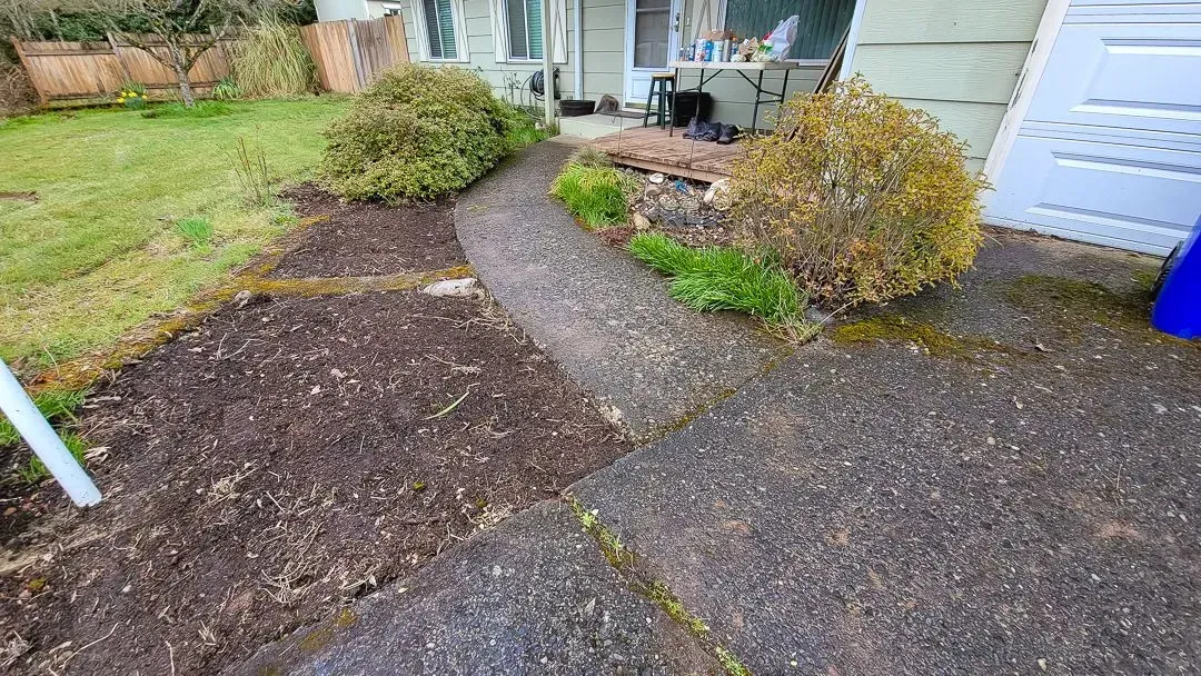 A concrete pathway leading to a house, flanked by bare garden beds and overgrown shrubs. The path is weathered and worn.