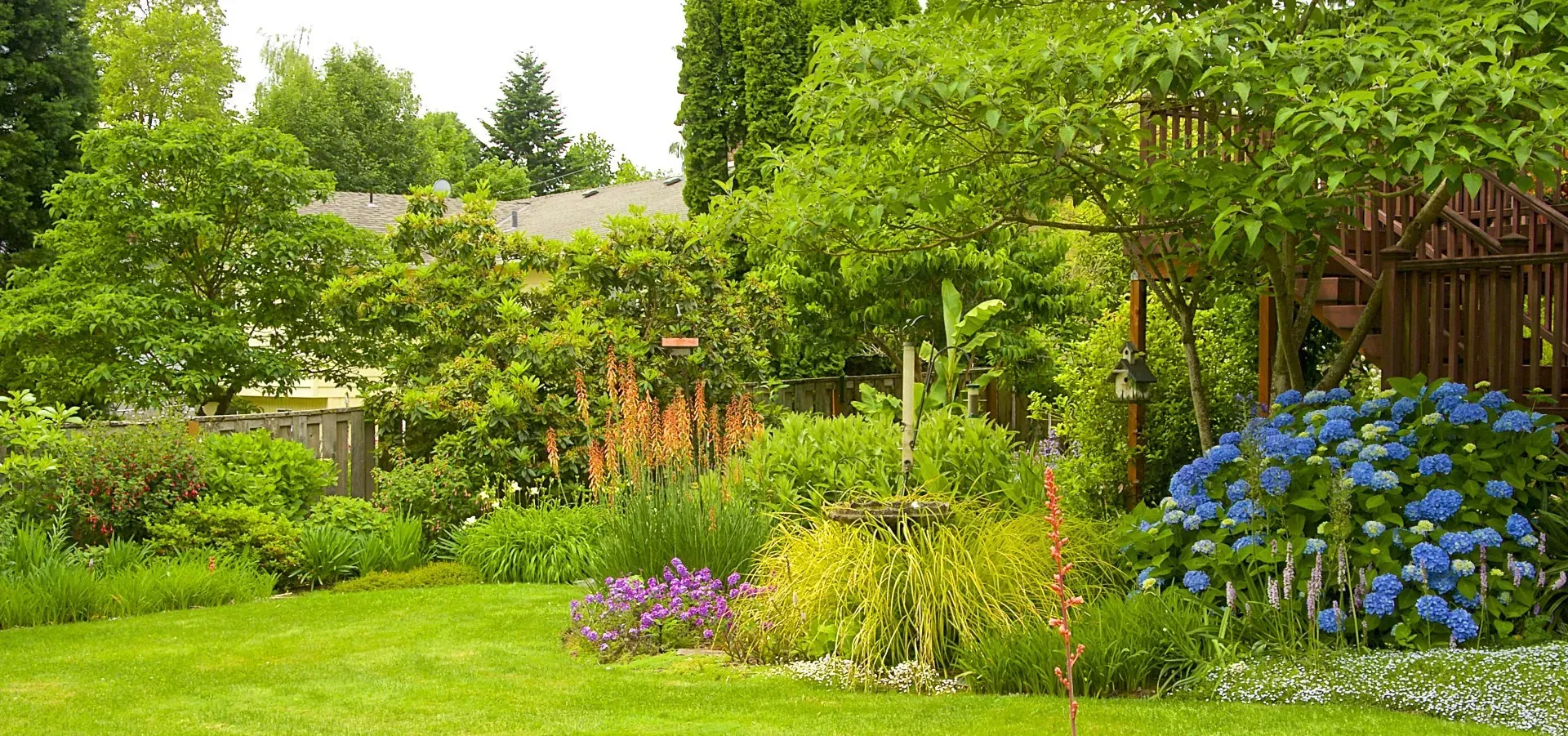 Lush green garden with various plants.