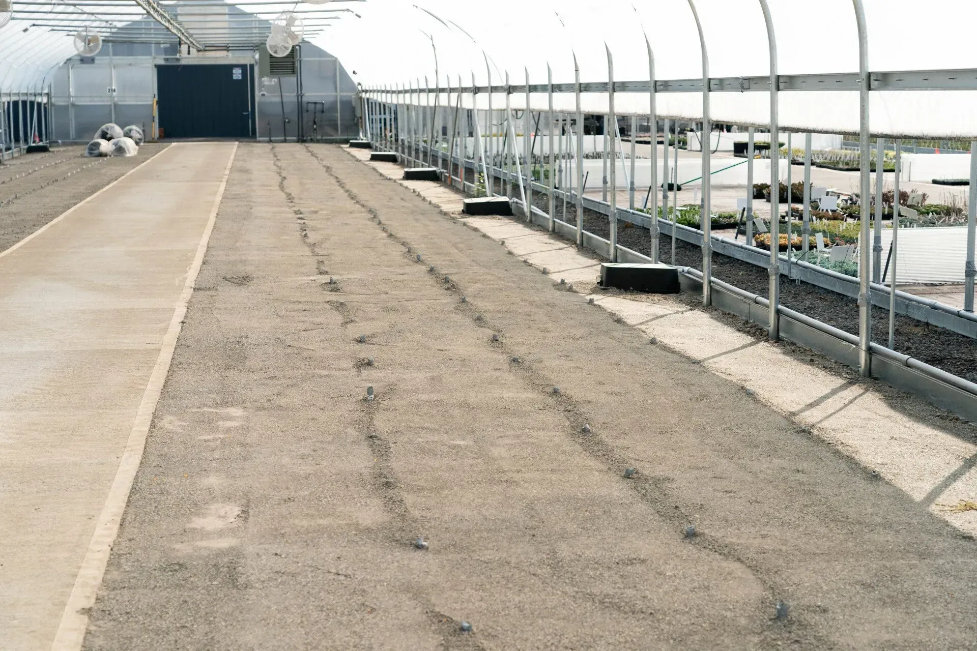 Inside a greenhouse, a long gravel bed with tracks leads to a dark doorway. Rows of plants are along the right side.