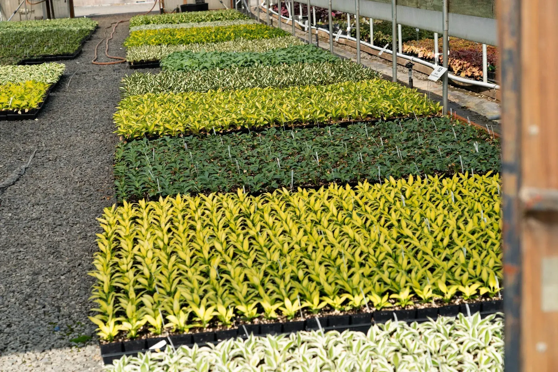 Rows of potted plants in various shades of green and yellow, arranged on a black pebbled surface in a nursery setting.