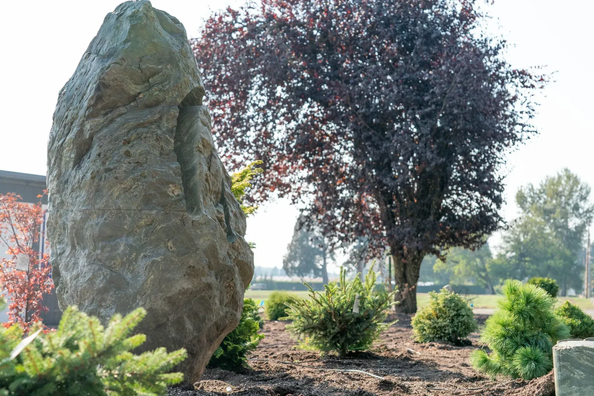 A large, textured rock stands in a garden with small bushes and a tree with reddish leaves.