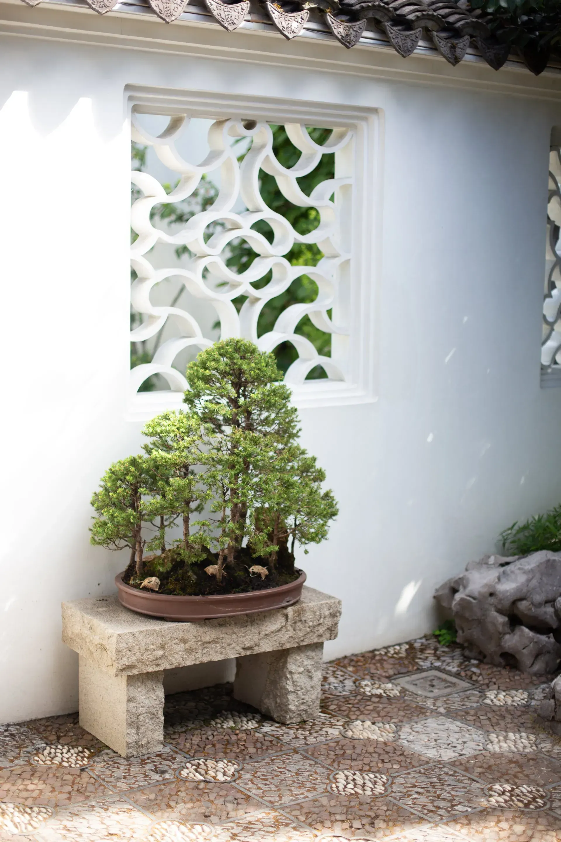 Bonsai tree on a stone bench in front of a white wall with a decorative window, gravel ground.