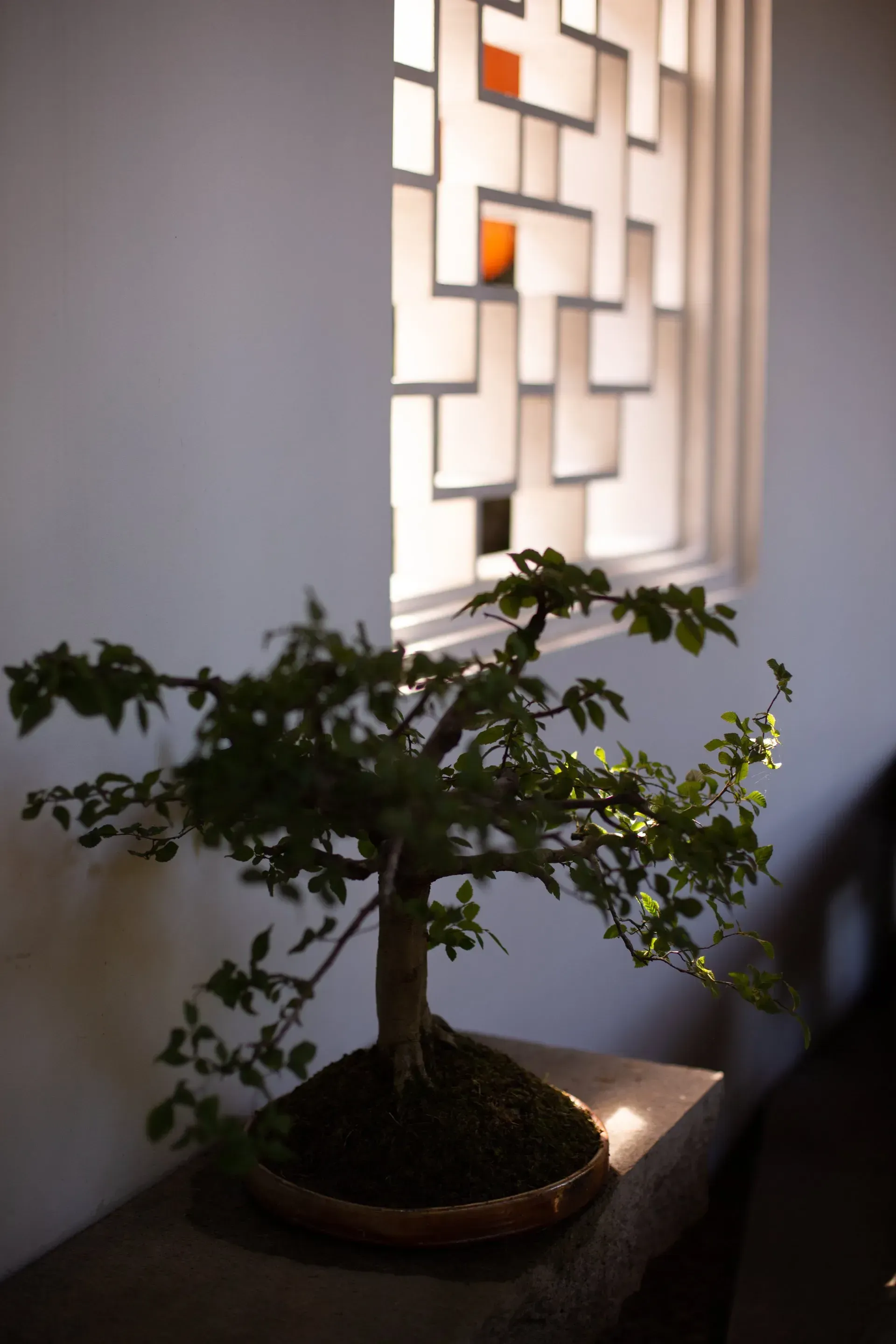 Bonsai tree on a ledge in front of a white wall with a geometric window, soft lighting.
