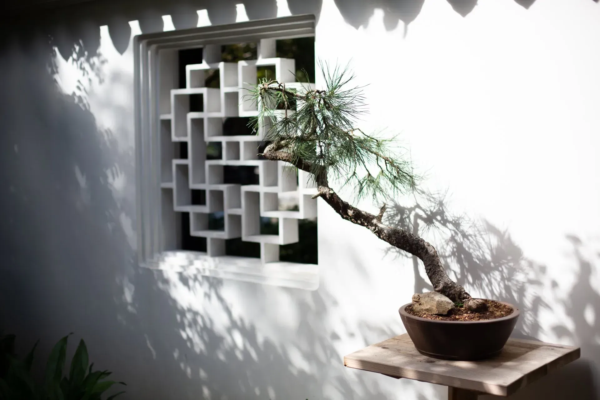 A bonsai tree sits on a wooden stand in front of a white wall with a decorative window.