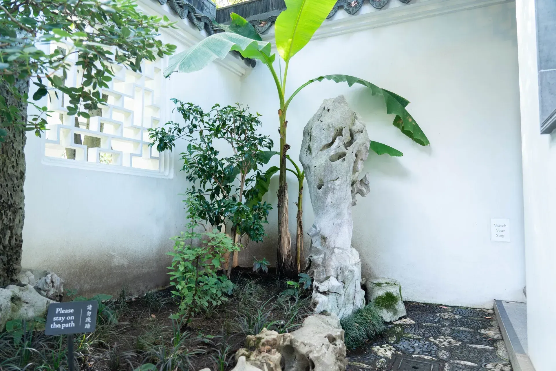 A small garden corner with a tall rock, banana plant, and other greenery against a white wall with a patterned top edge.