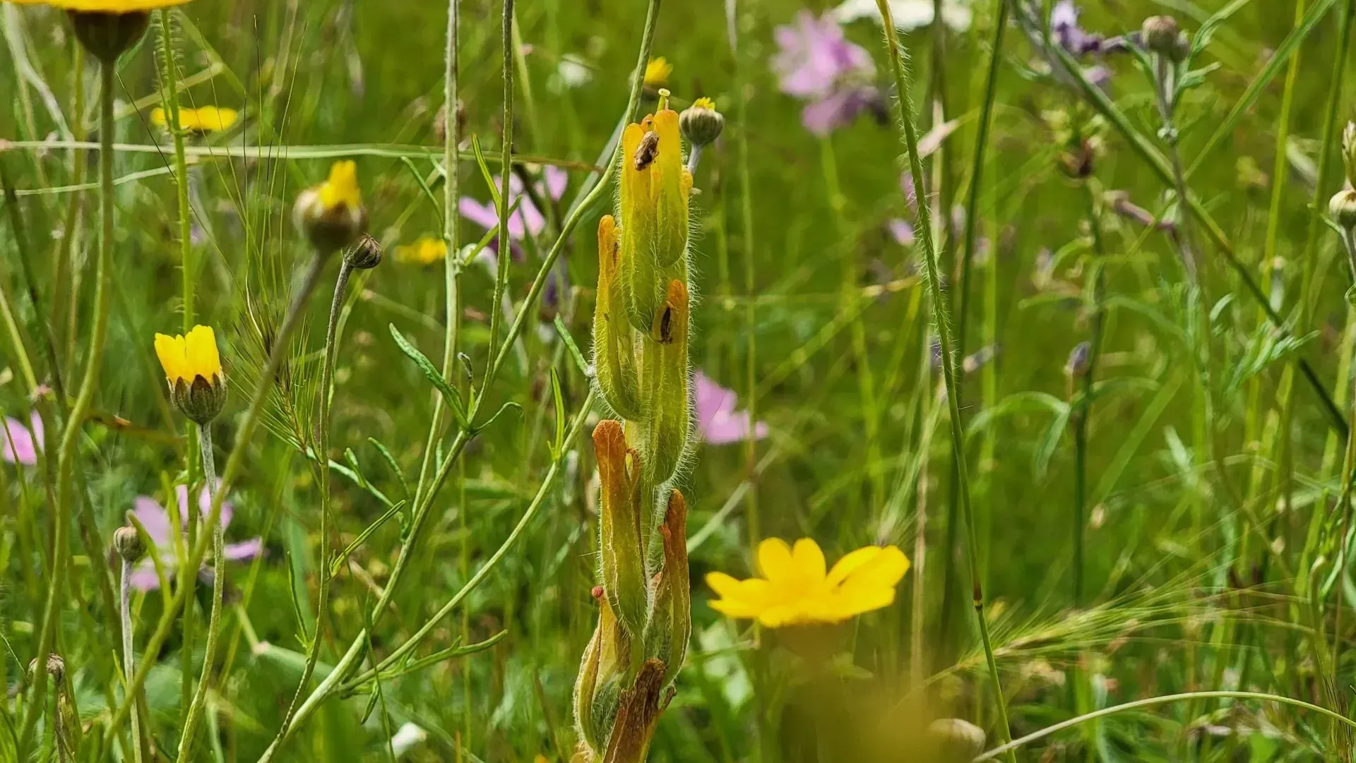 A close-up of a yellow flower stalk with some black bugs on it, surrounded by a wildflower meadow of various colored flowers.