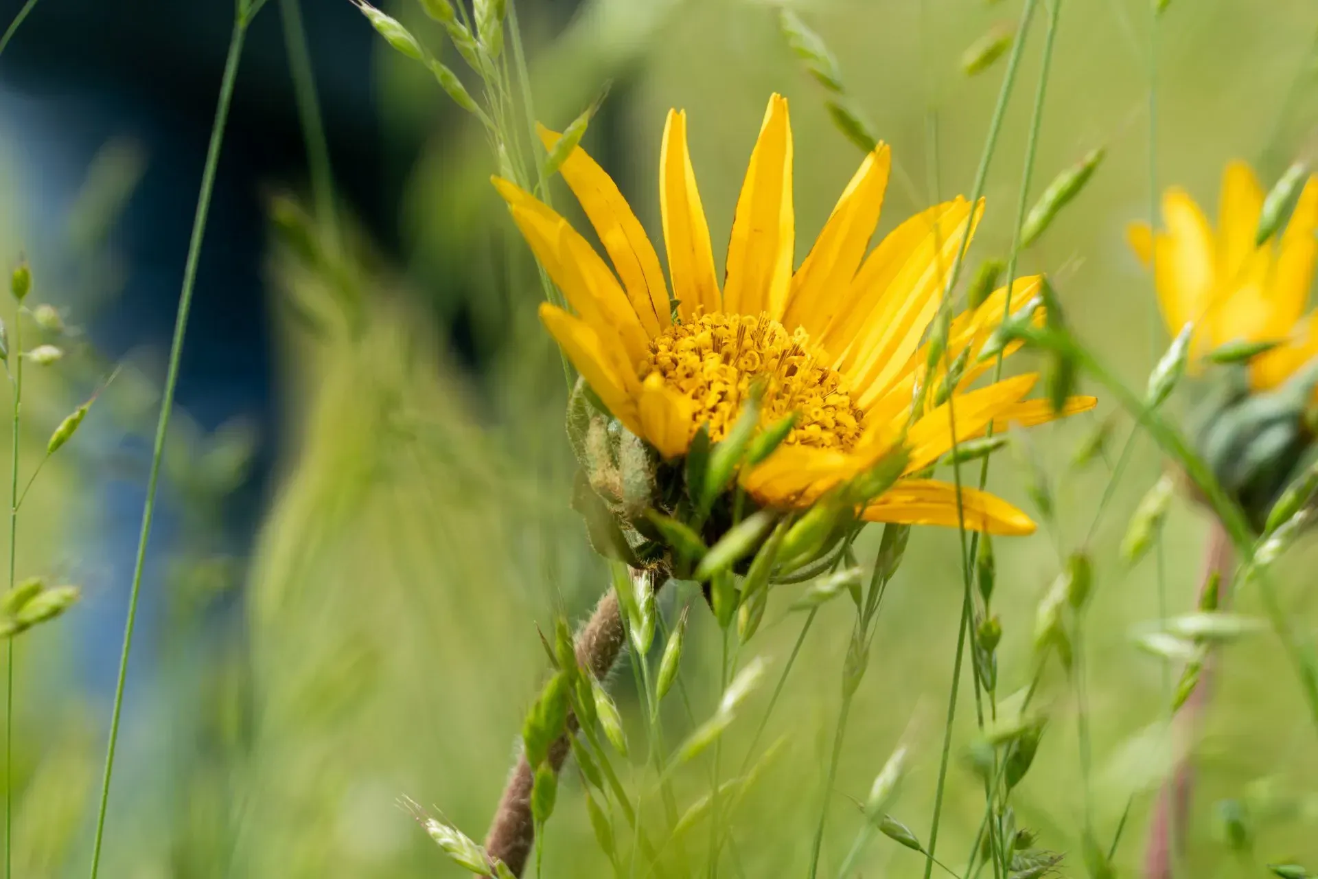 Yellow flower with spiky petals and a brown center, surrounded by green grass.
