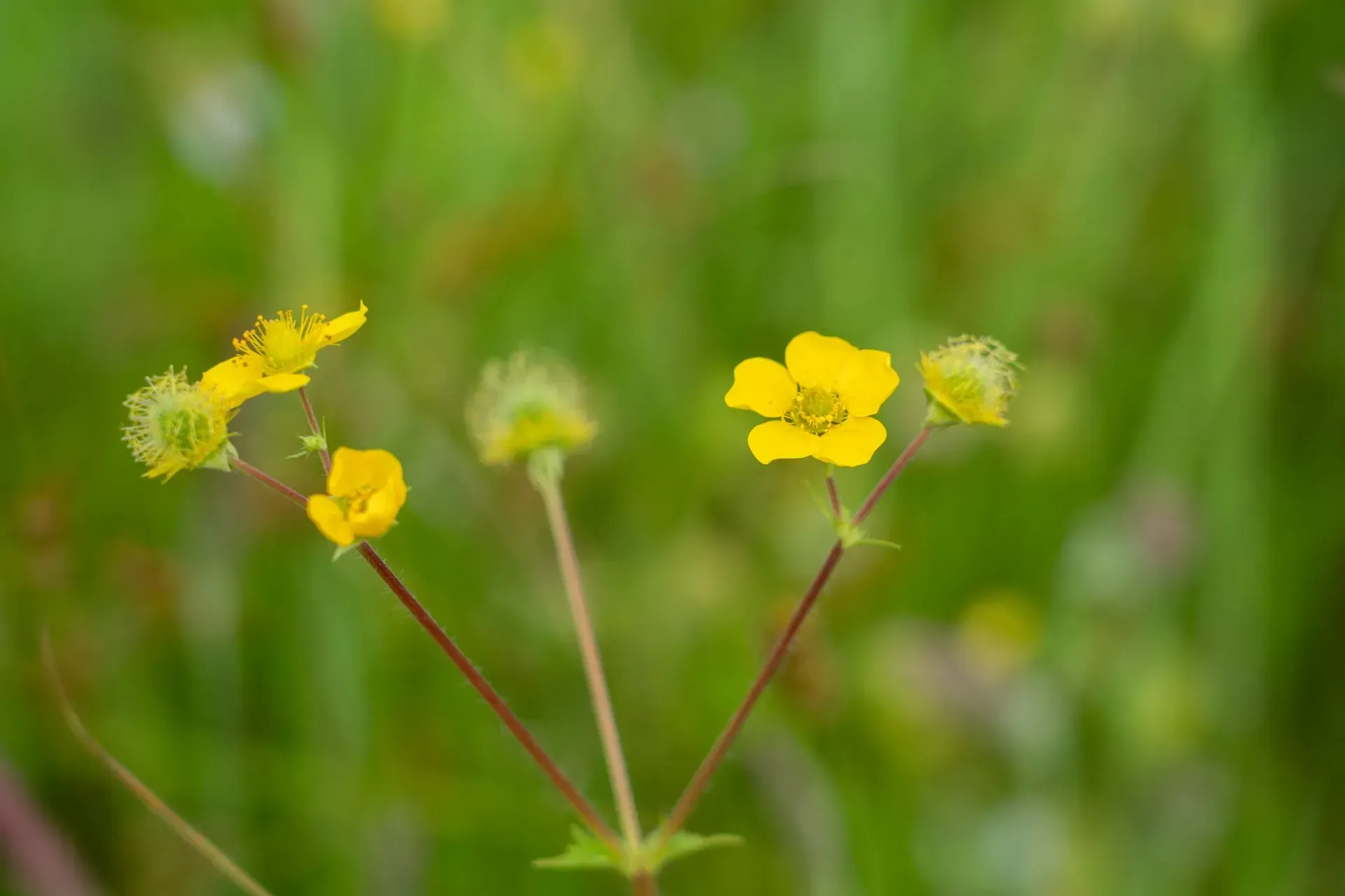 Yellow wildflowers with small, five-petaled blooms against a blurry green background.