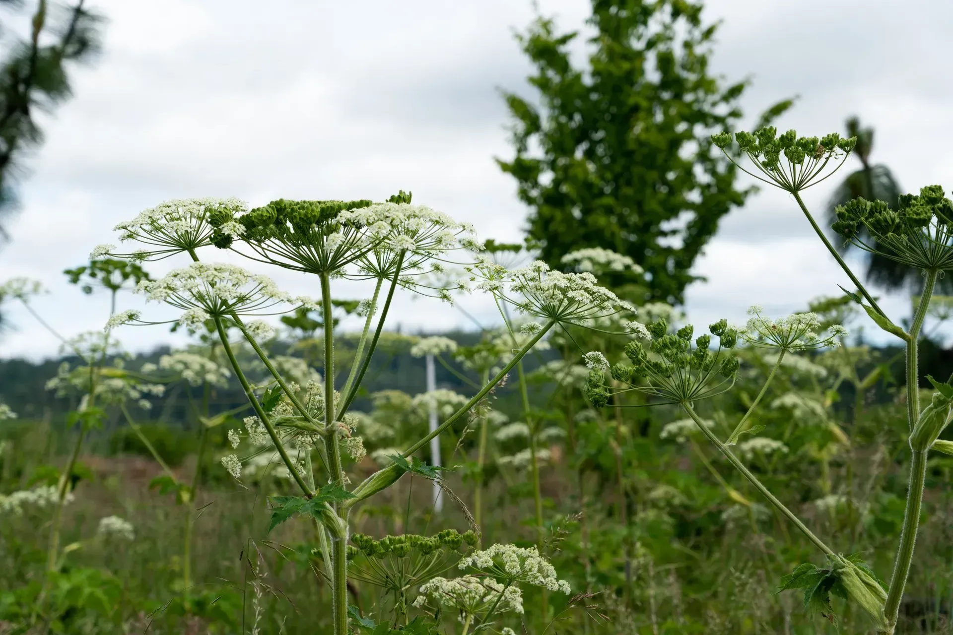 Tall green plants with white umbrella-shaped flowers in a field, cloudy sky in the background.
