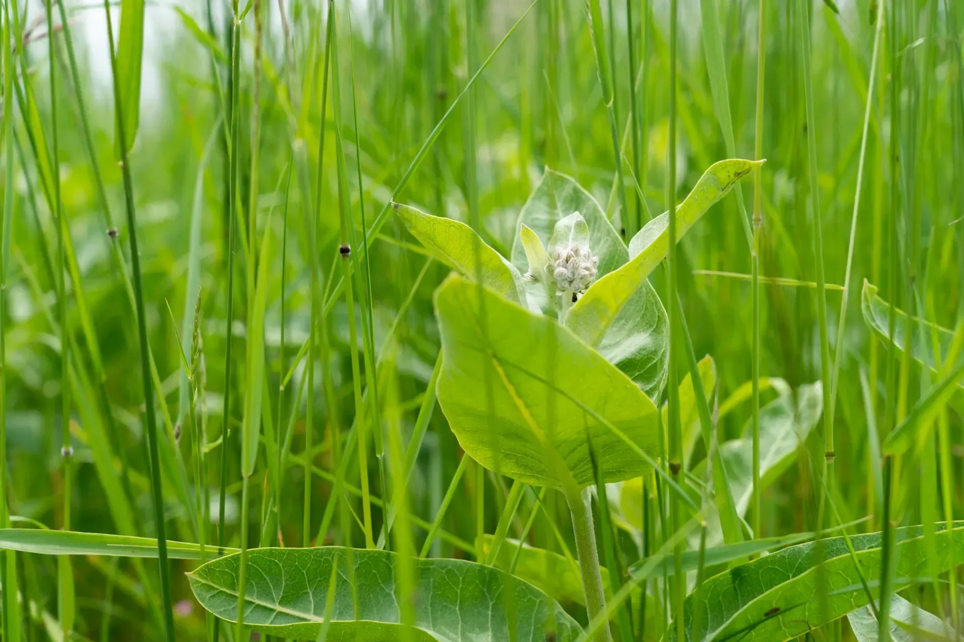 A close-up of a milkweed plant with light green leaves and small flowers in a field of tall green grass.