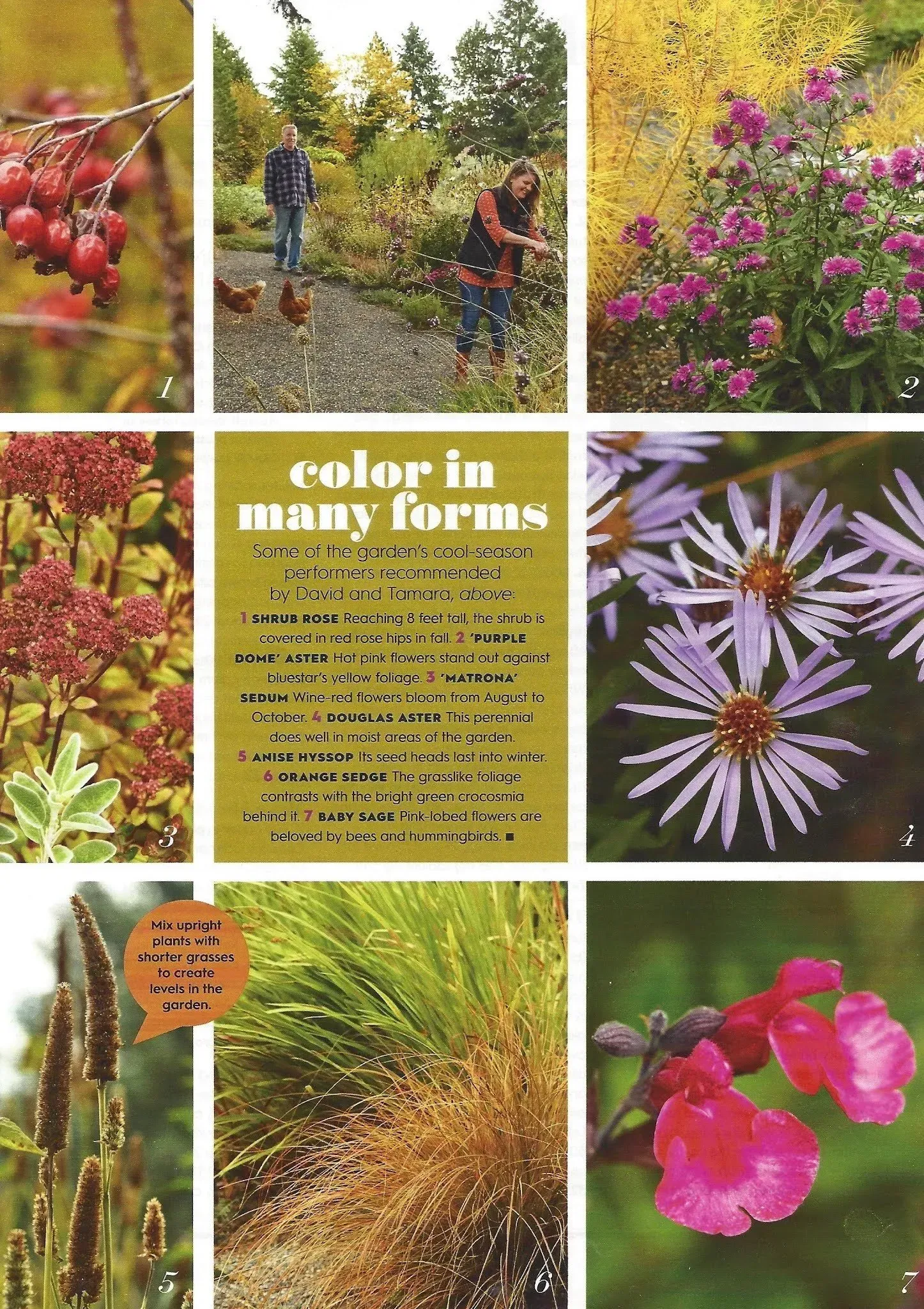 A collage showcasing fall garden colors: red berries, purple flowers, yellow foliage, and two people gardening.