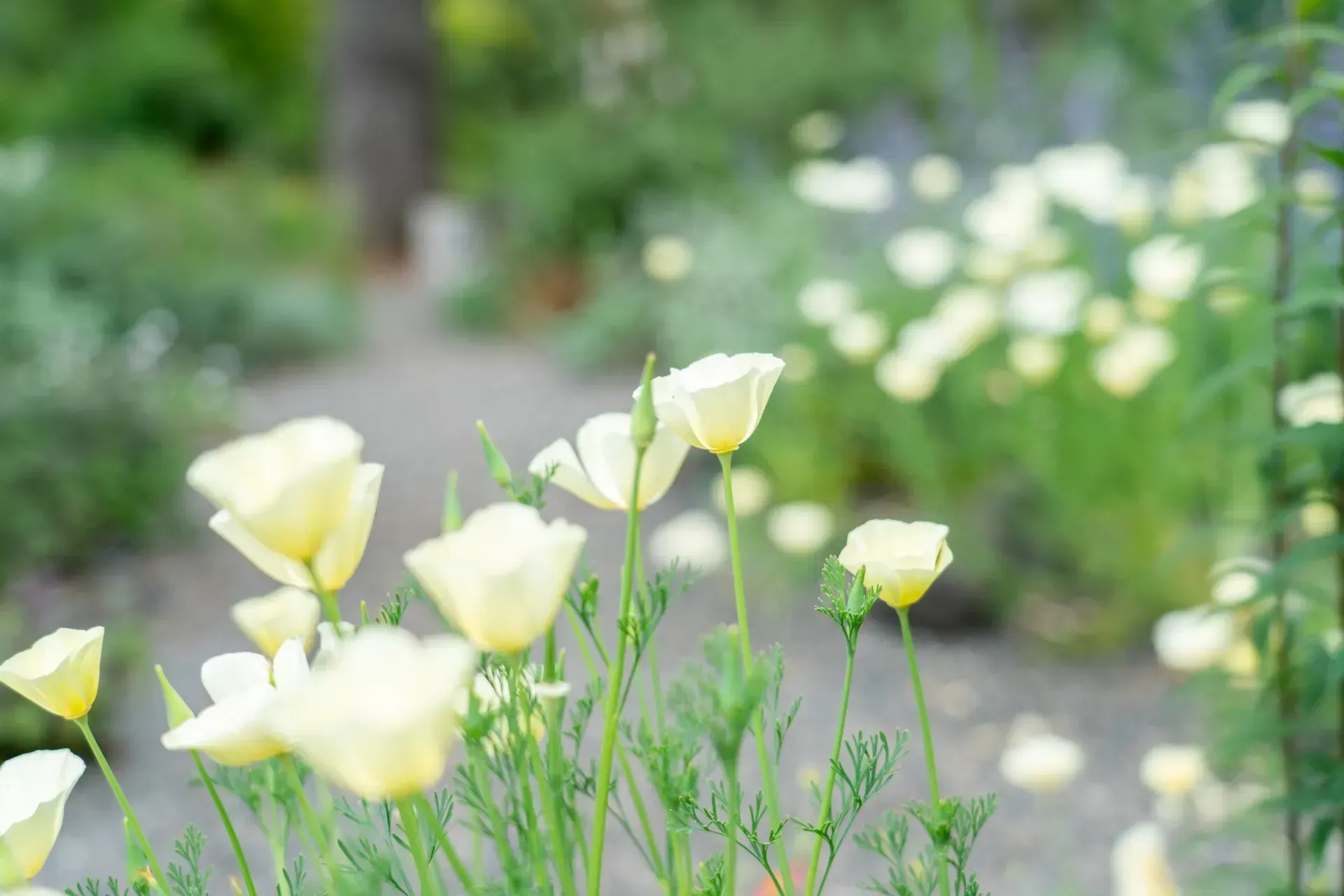 Yellow flowers bloom in a garden along a pathway.