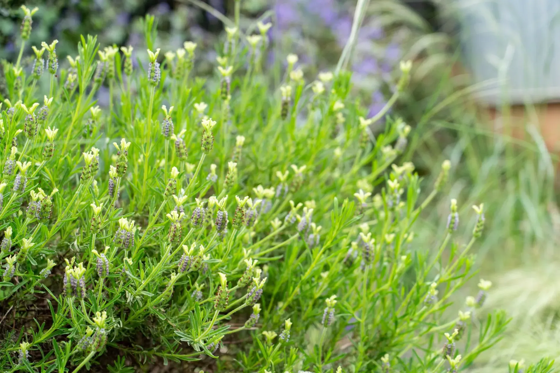 Green bush with small yellow flowers in a garden setting; other plants are in the background.