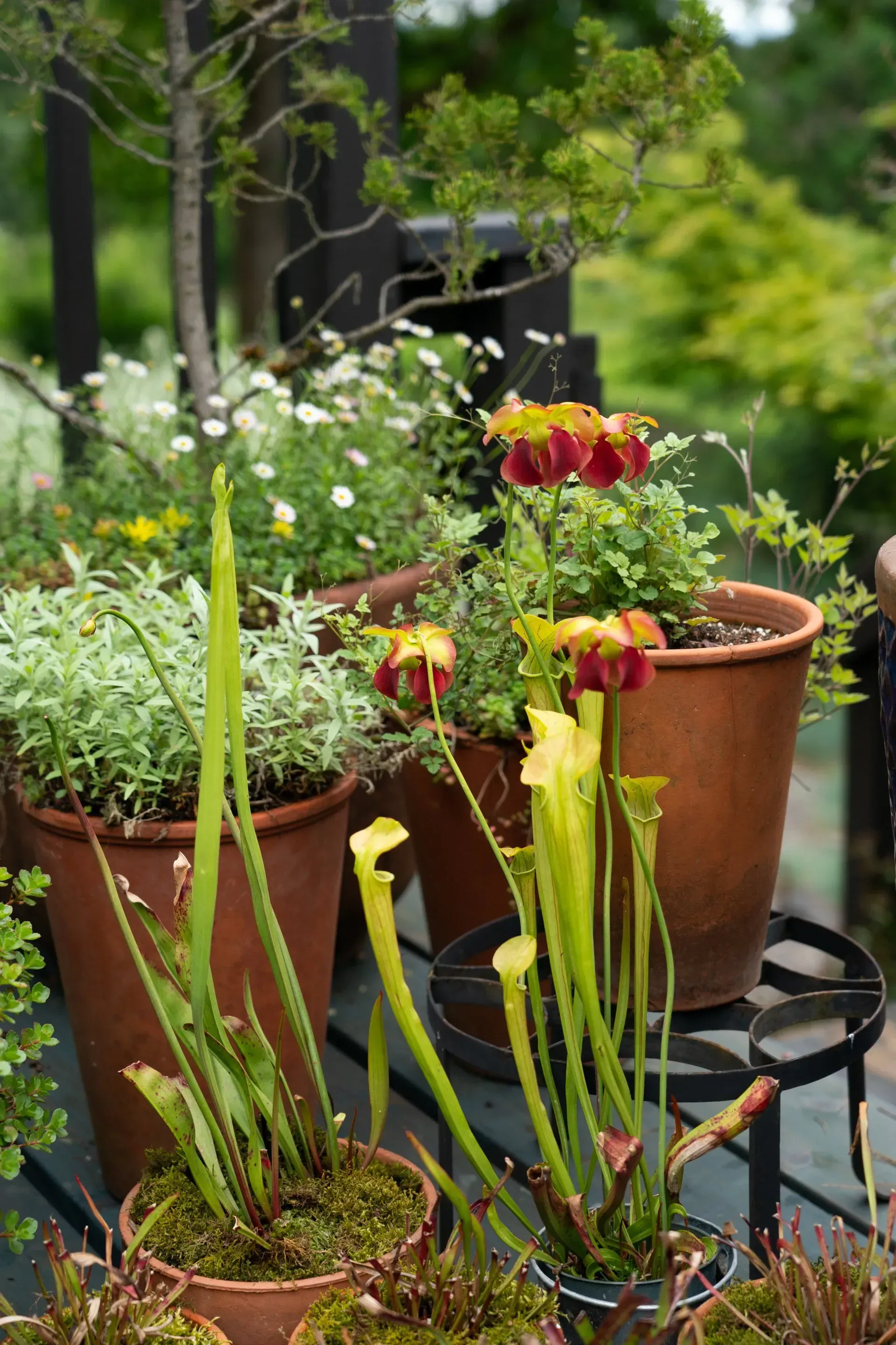 Potted carnivorous plants, including pitcher plants with yellow tubes and maroon hoods, sit on a deck among other greenery.