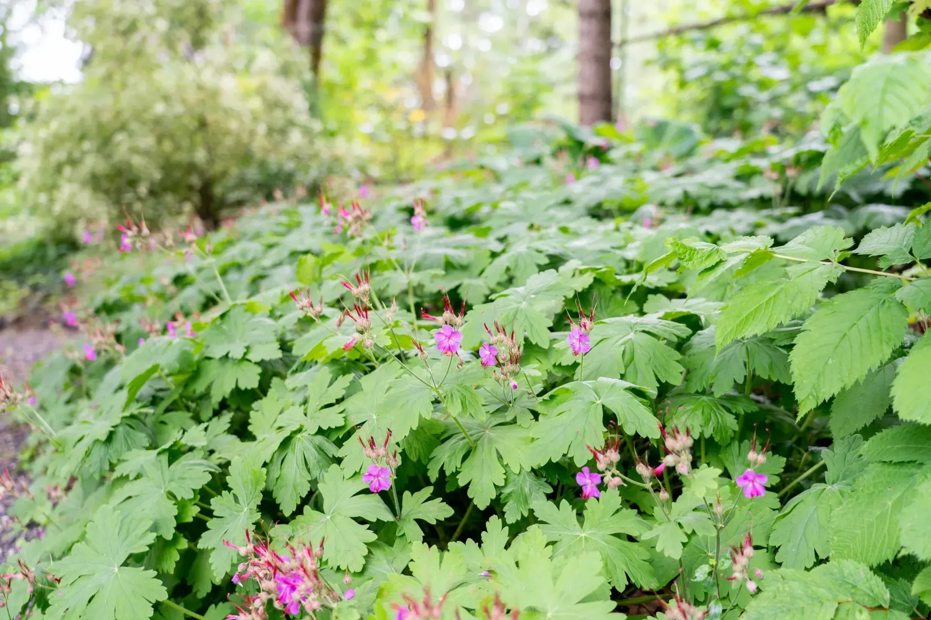 Green foliage with small pink flowers in a garden setting. The leaves are broad and lobed, with a blurred forest background.