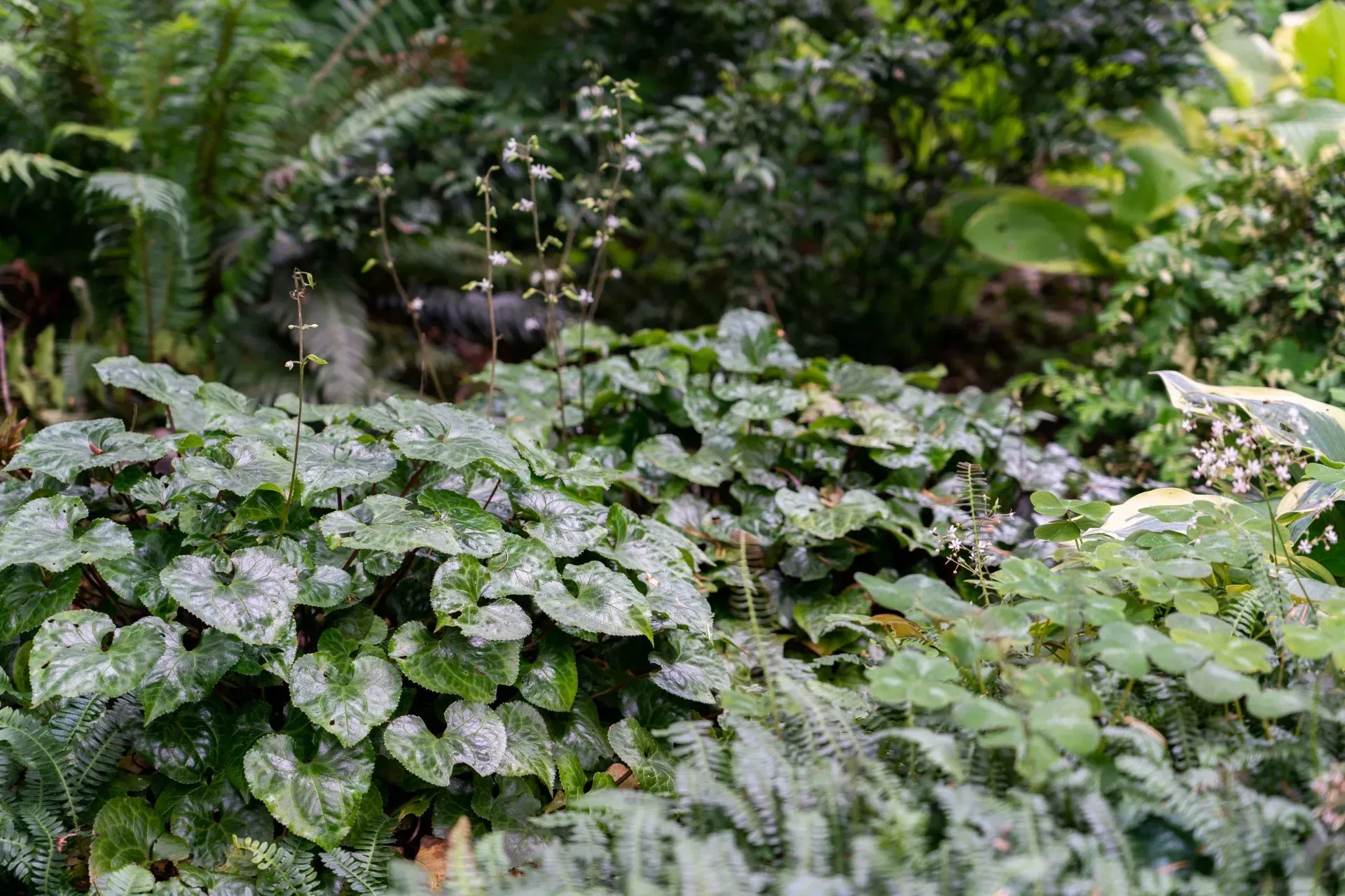 Lush green garden bed filled with heart-shaped, textured leaves, with taller foliage and white blooms in the background.